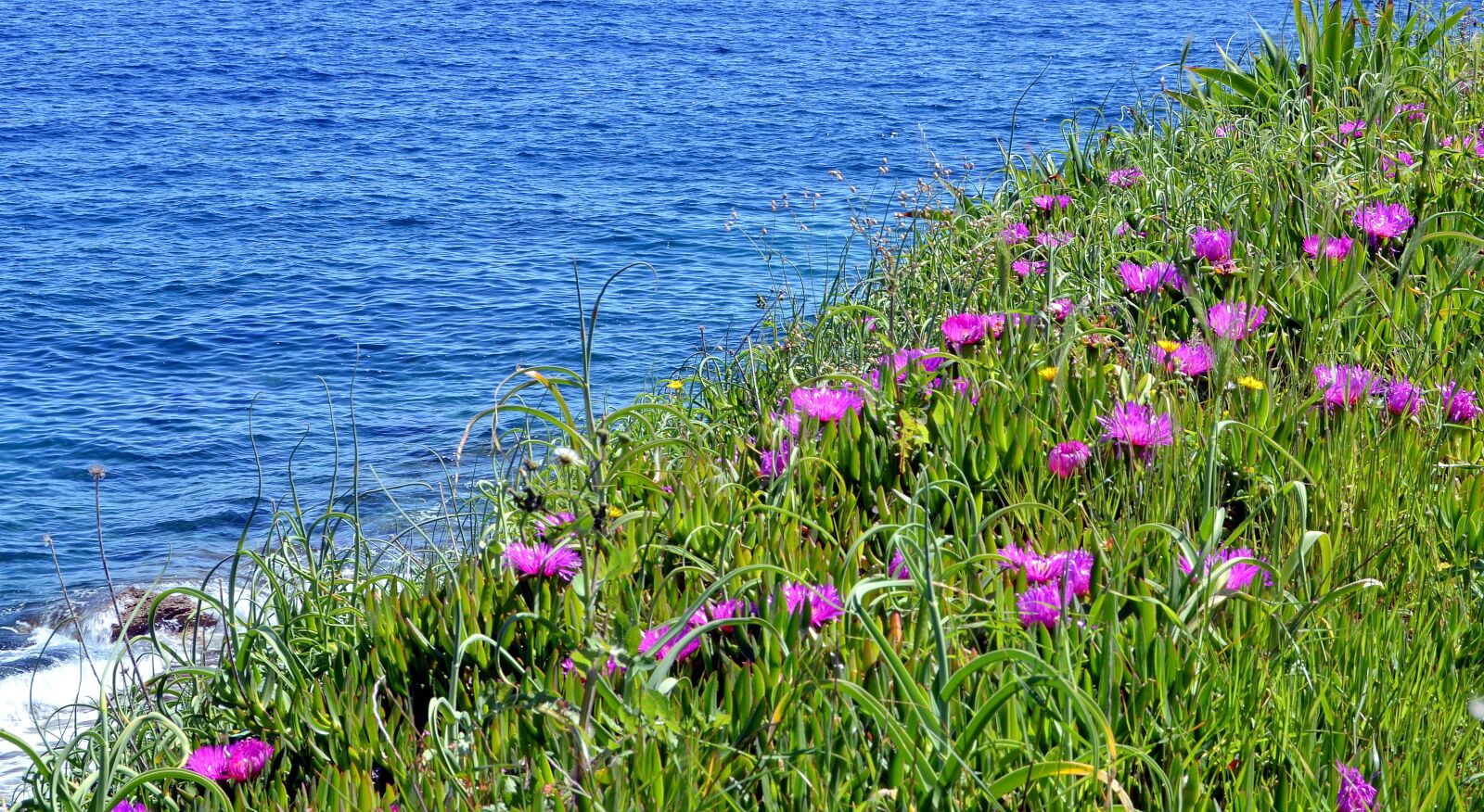 Nikon D3100 sample photo. Lošinj, sea, blossom photography