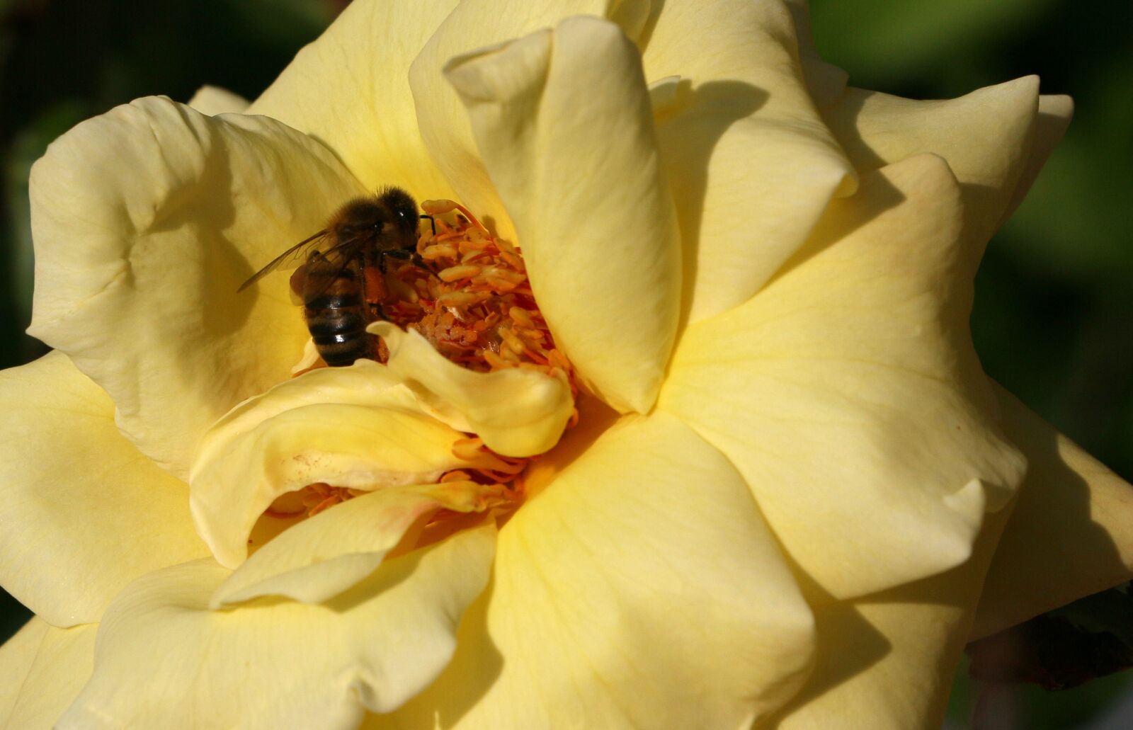 Canon EOS 70D sample photo. Rose, yellow, pollination photography