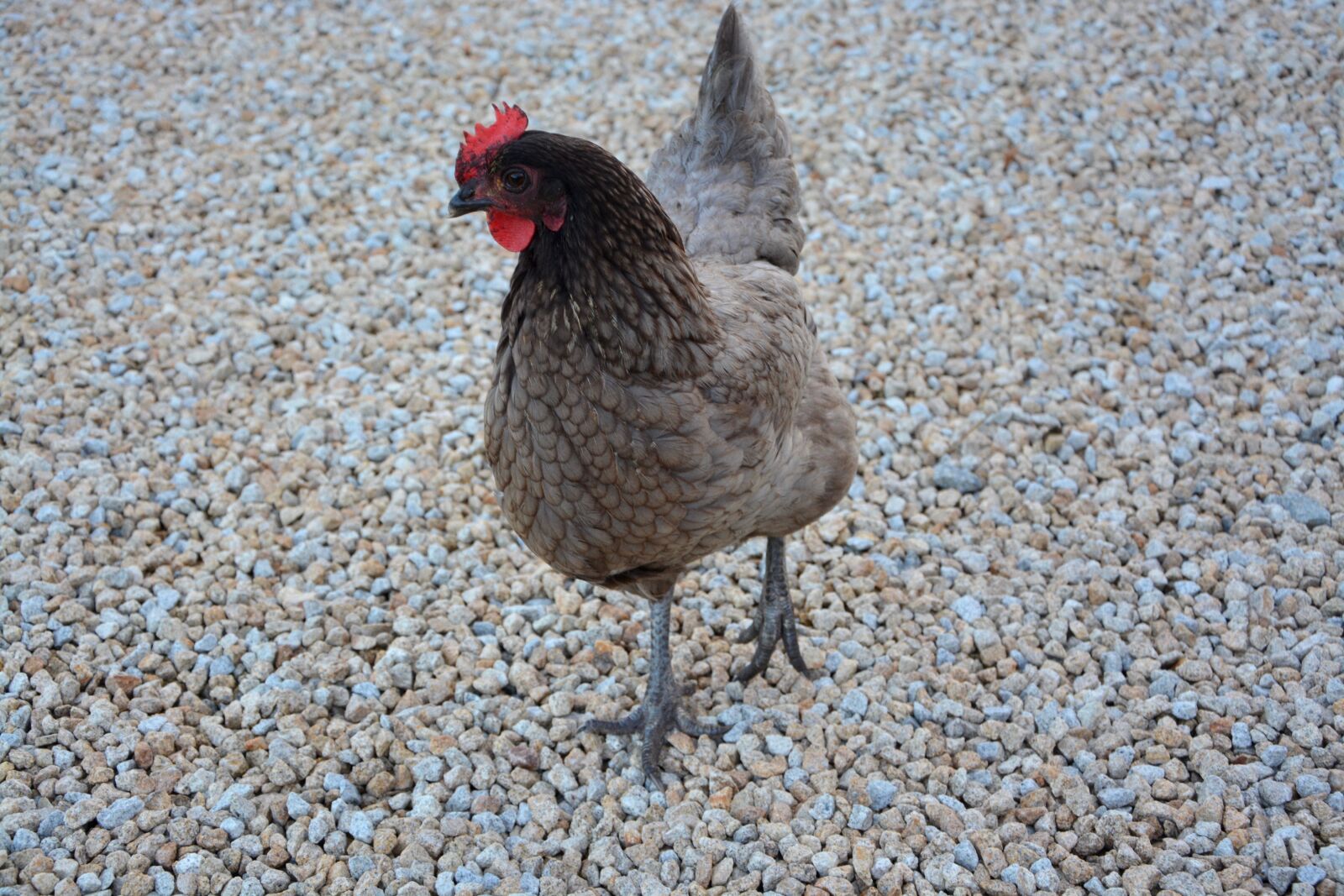 Nikon D5200 sample photo. Hen ashy, hen, domestic photography