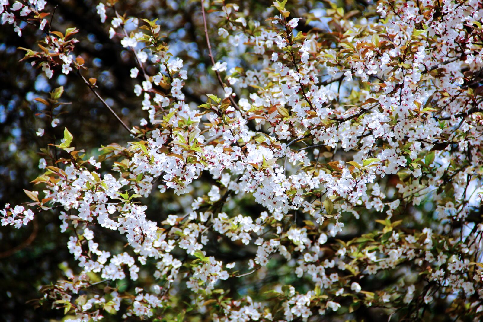 Canon EOS 550D (EOS Rebel T2i / EOS Kiss X4) sample photo. Cherry blossom, zoo, flower photography