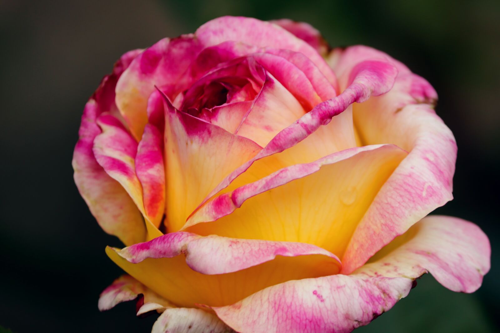 Canon EOS 200D (EOS Rebel SL2 / EOS Kiss X9) sample photo. Rose, pink, yellow photography