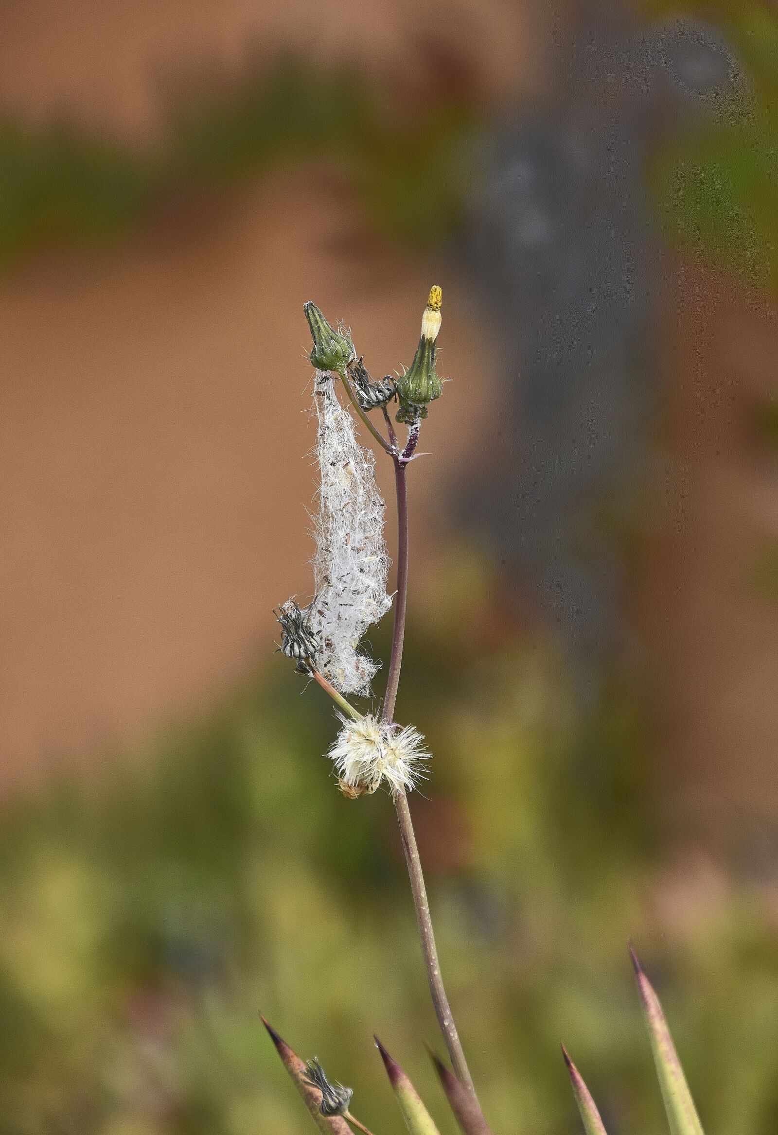 Nikon D7200 sample photo. Flowers, garden, petals photography