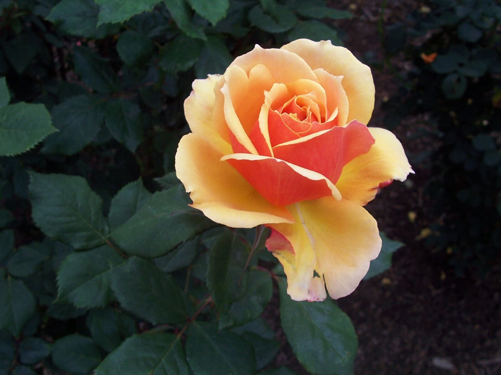 Kodak Z700 ZOOM DIGITAL CAMERA sample photo. Single, rose, flower photography