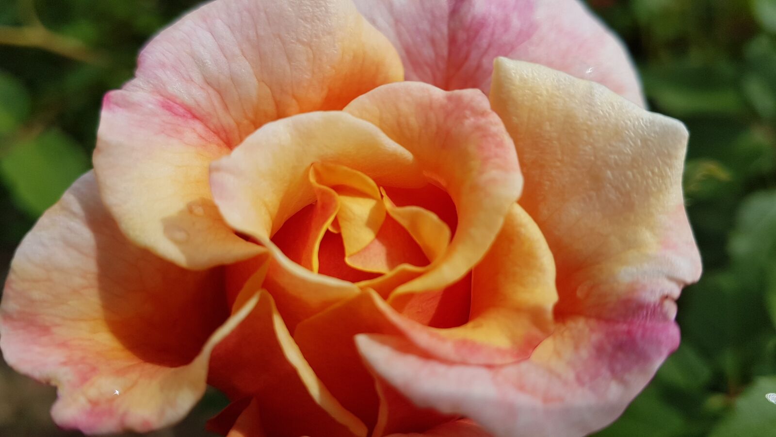 Samsung Galaxy S7 sample photo. Rose, rose bloom, pink photography