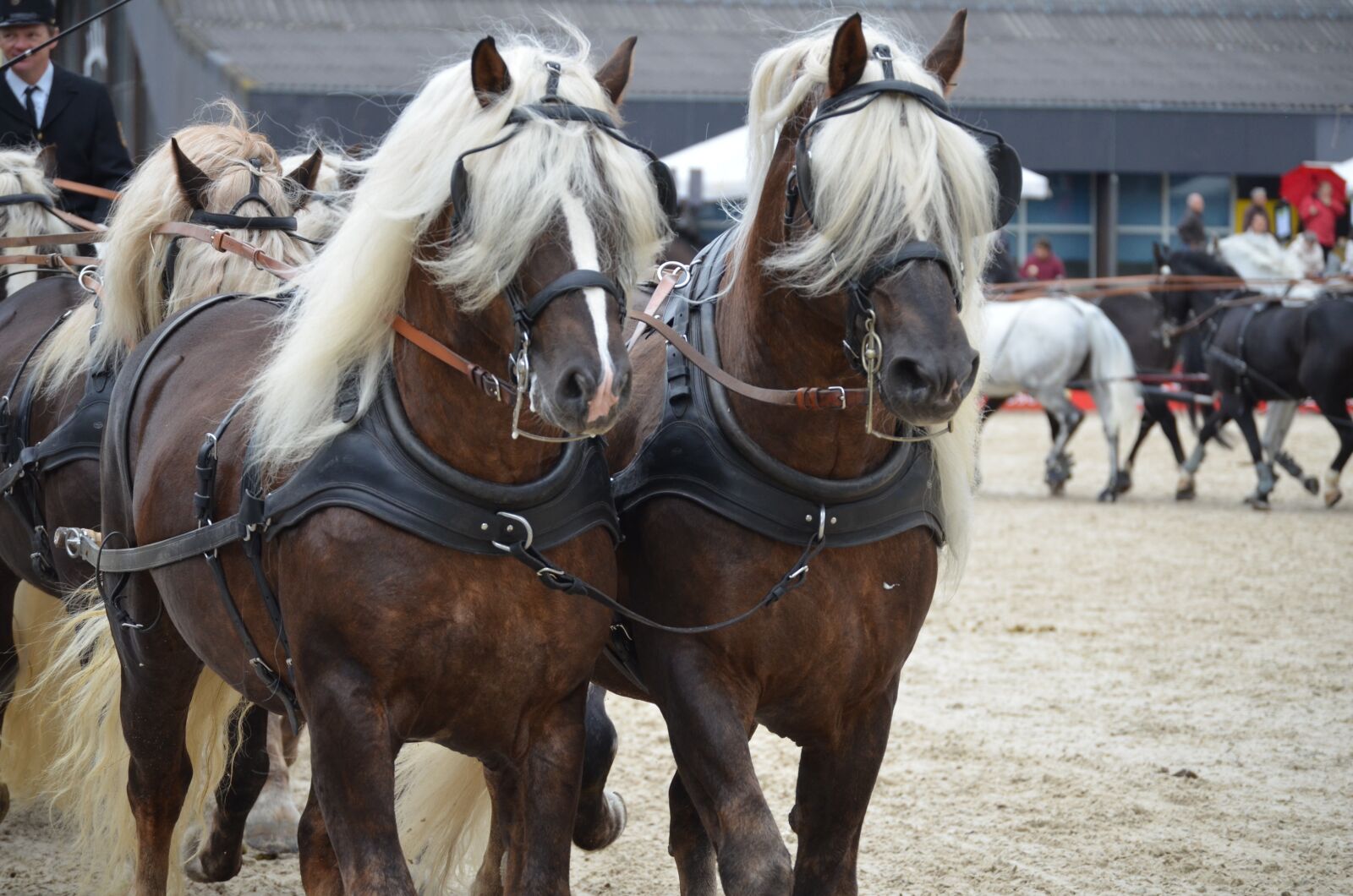 Nikon D5100 sample photo. Coach, stallions, heavy draft photography