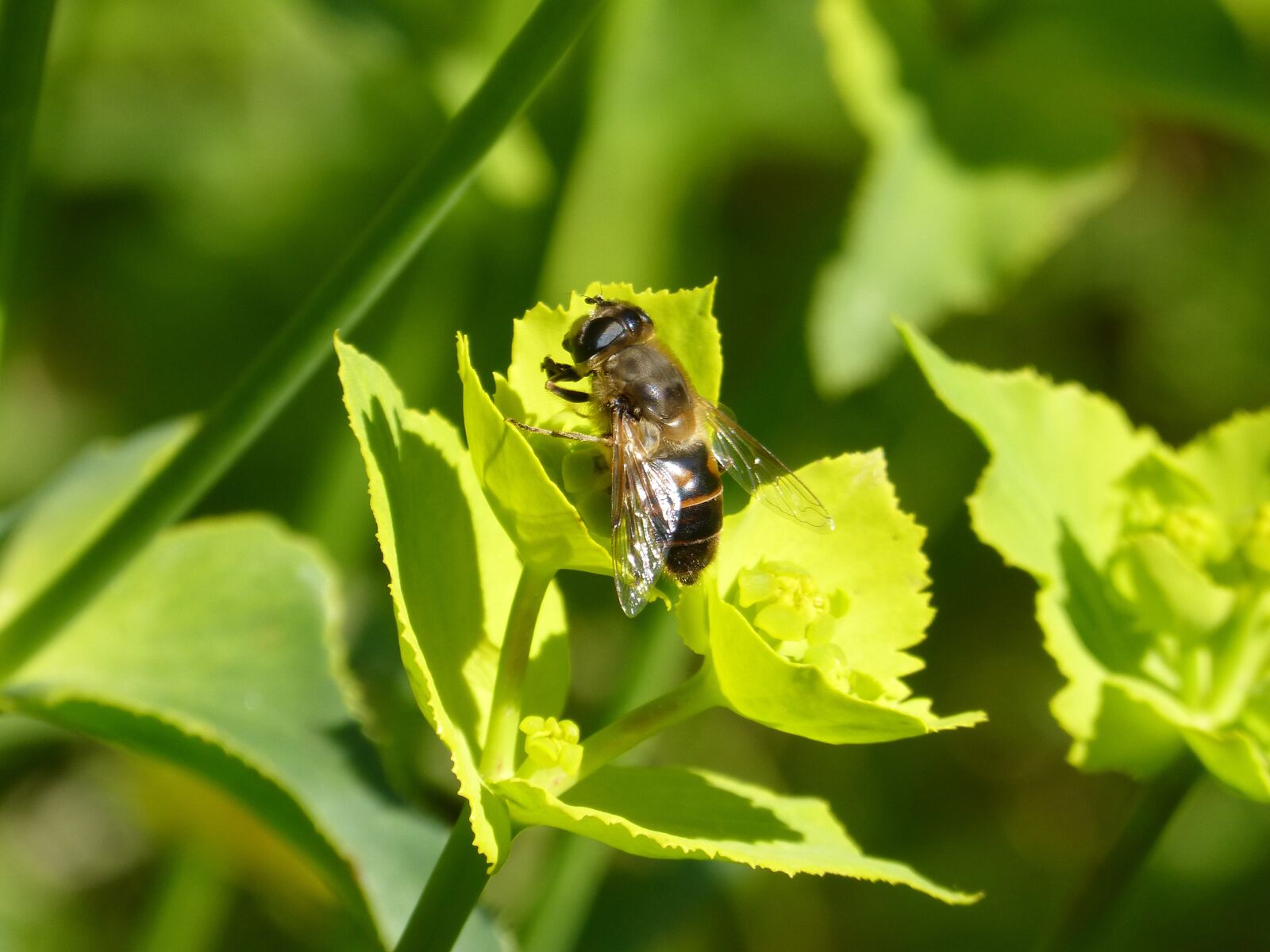 Panasonic DMC-FZ62 sample photo. Hoverfly, false bee, flower photography