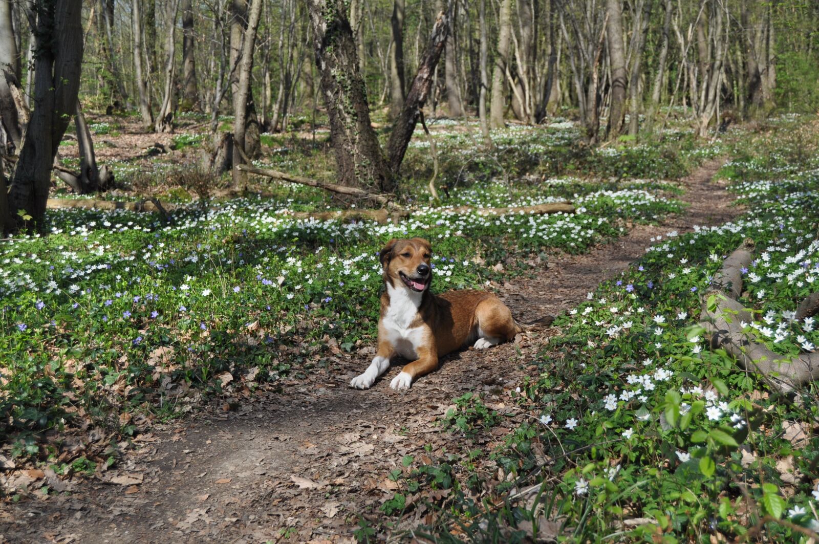 Nikon D5000 sample photo. Dog, spring, forest photography