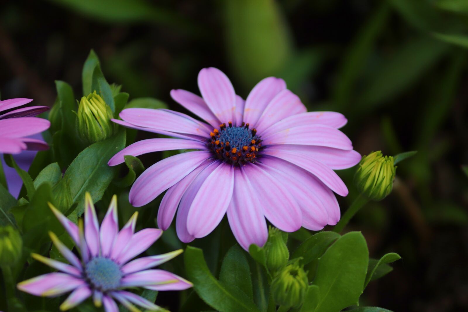 Canon EOS 200D (EOS Rebel SL2 / EOS Kiss X9) sample photo. Bornholm marguerite, osteospermum ecklonis photography