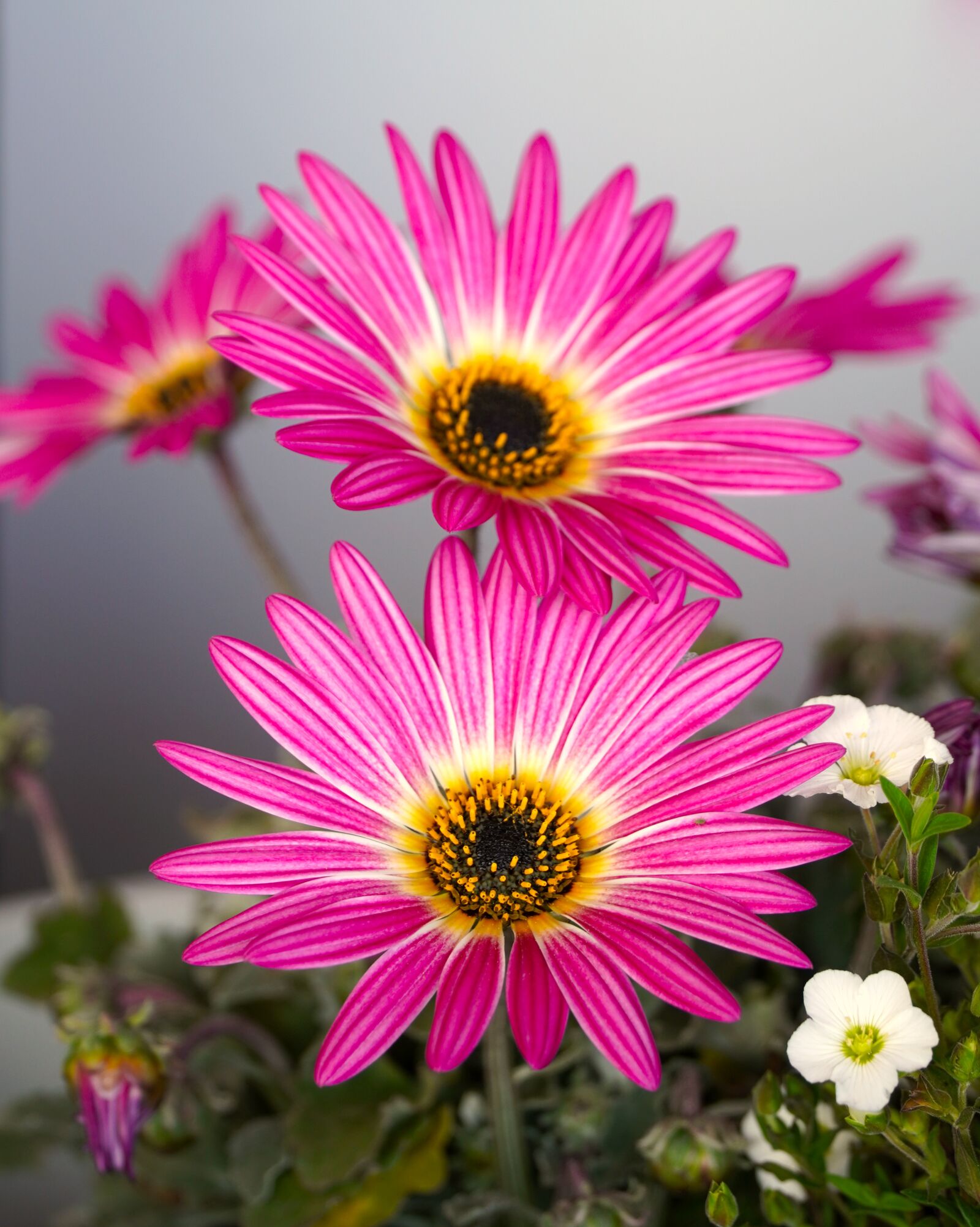 Sony E PZ 18-105mm F4 G OSS sample photo. Flowers, pink, spring photography