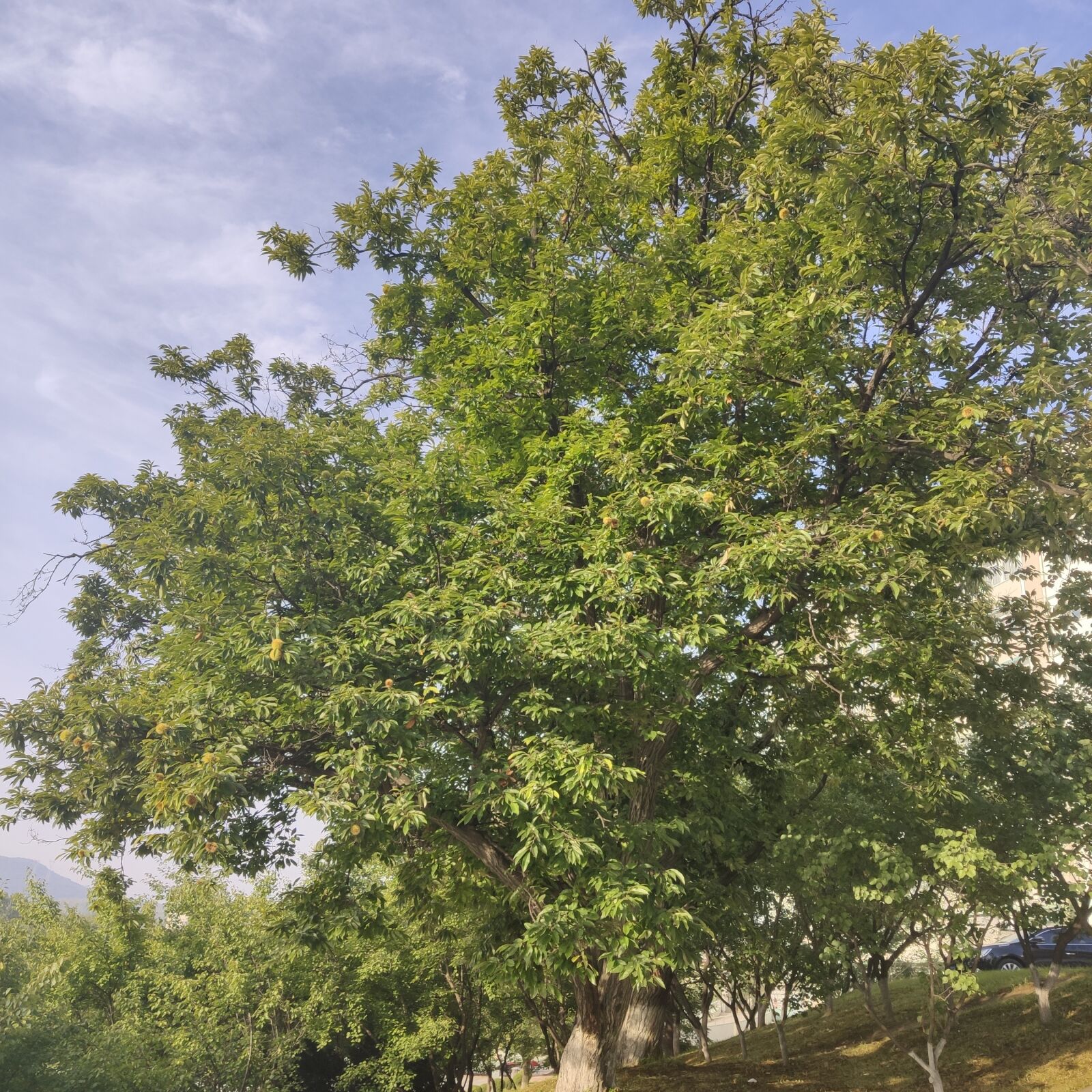Xiaomi MI 9 sample photo. Tree, chestnut tree, chestnut photography