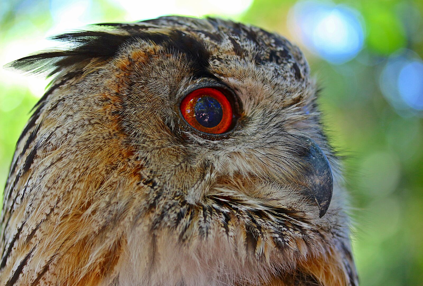 Canon EOS 650D (EOS Rebel T4i / EOS Kiss X6i) sample photo. Owl, eagle owl, bird photography