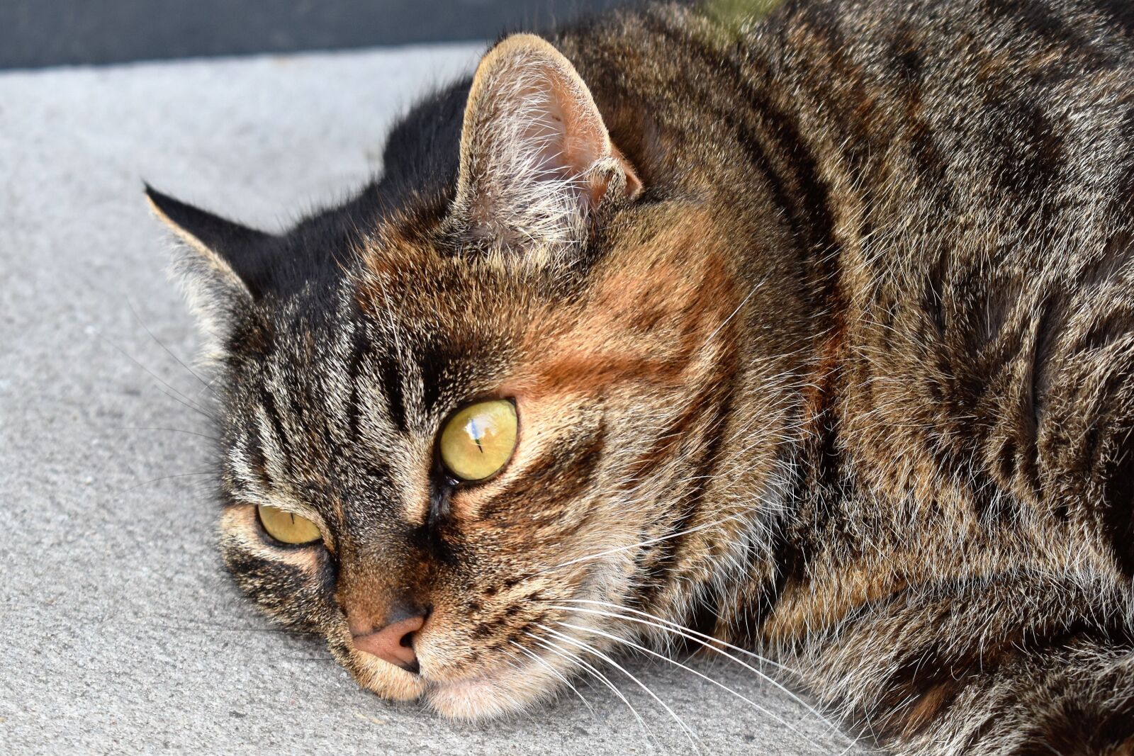 Nikon D5500 sample photo. Cat, animal, lazing around photography