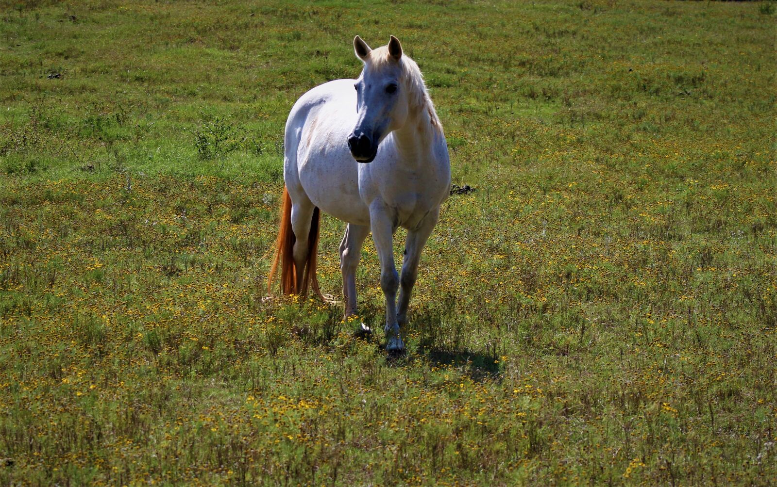 Canon EF75-300mm f/4-5.6 sample photo. Horse, open land, summer photography