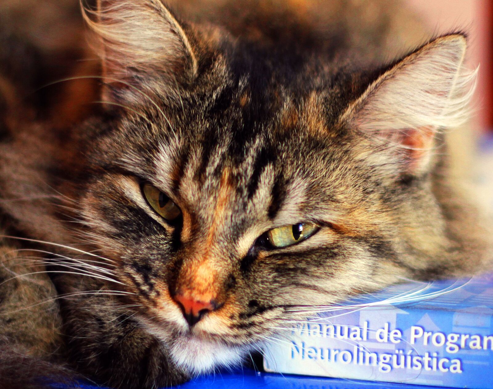 Canon EOS 550D (EOS Rebel T2i / EOS Kiss X4) sample photo. Soninha, author, cat photography
