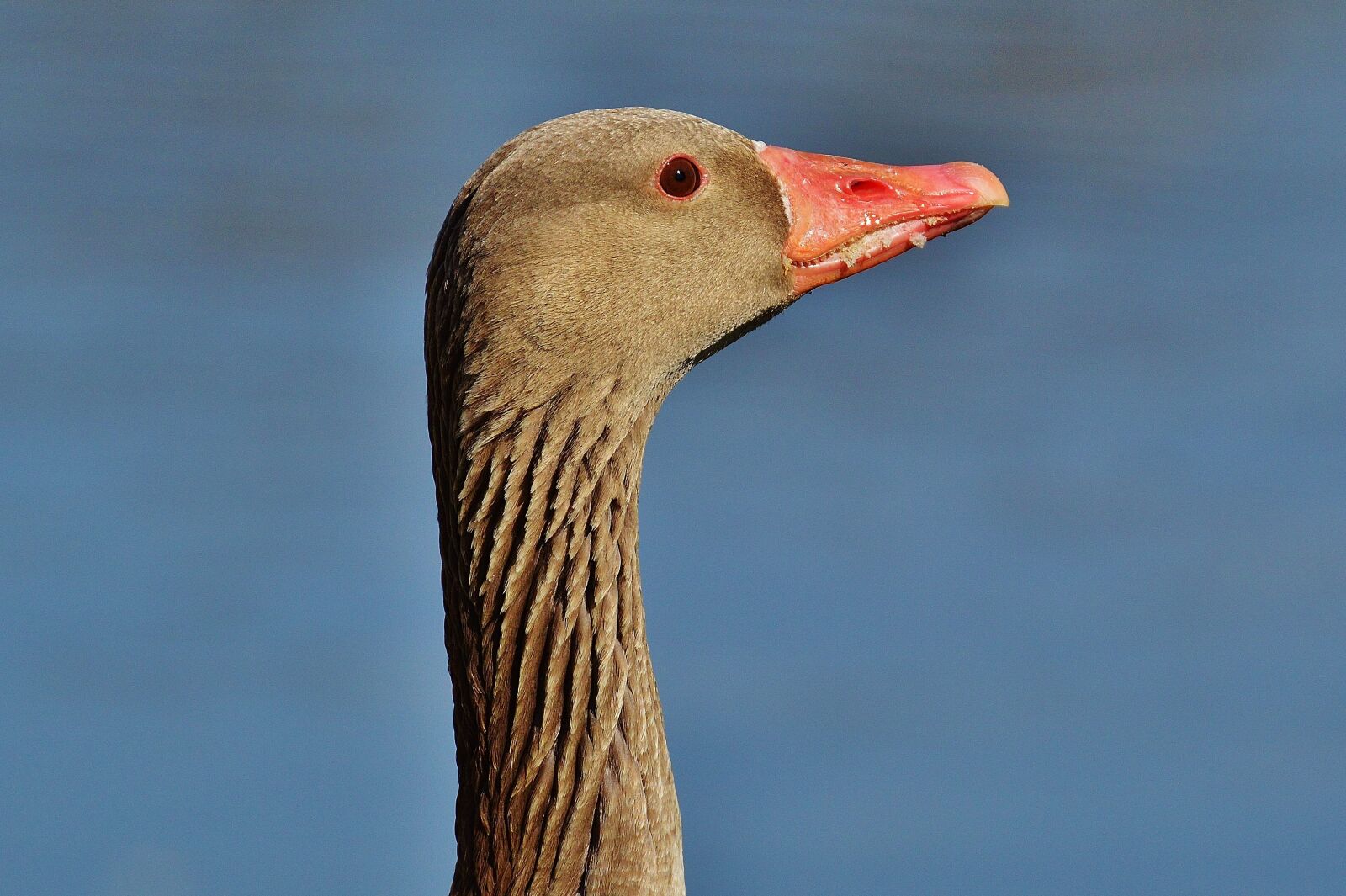 Nikon D3200 sample photo. Goose, bird, feather photography