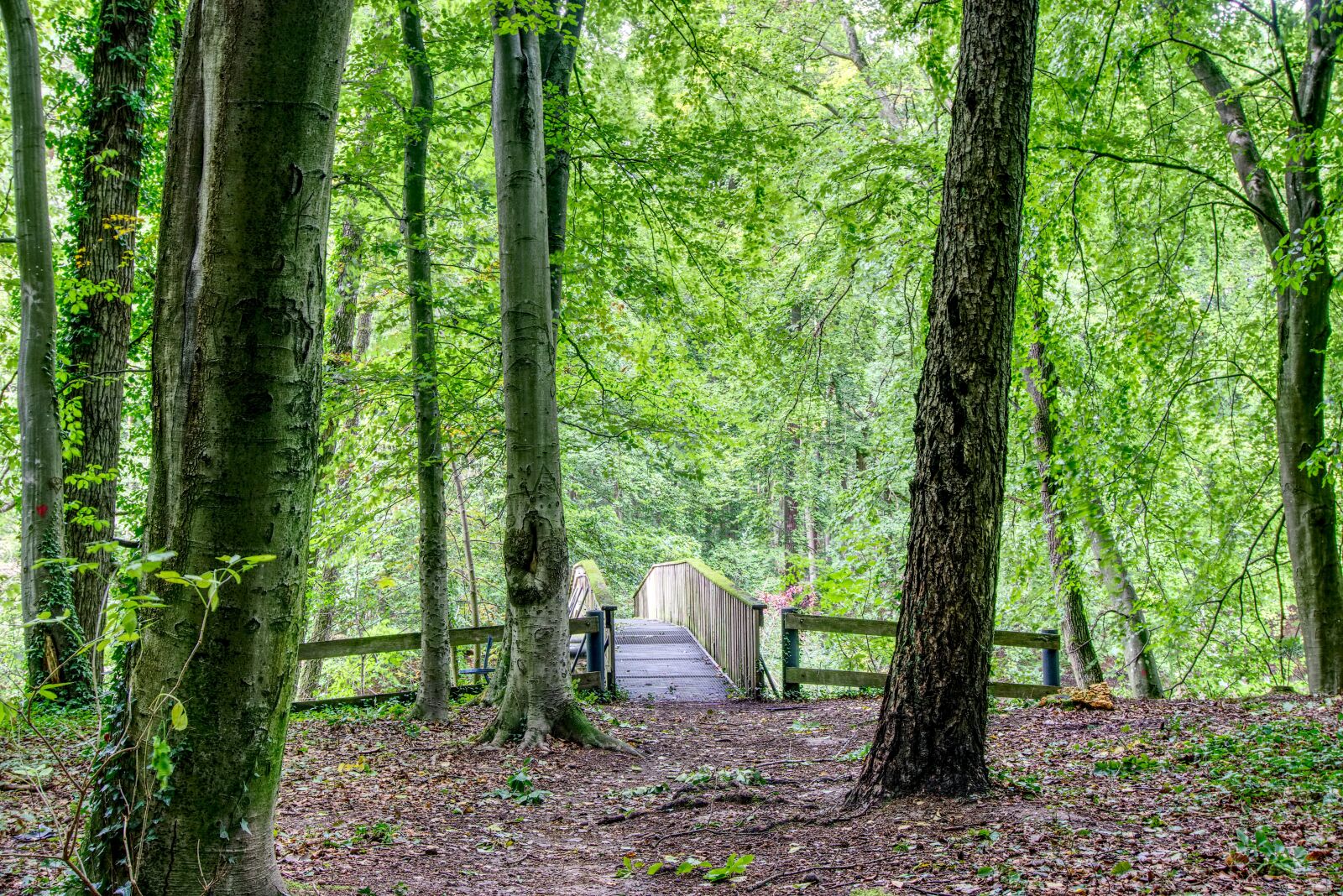 Sony a6000 sample photo. Bridge, forest, forest path photography