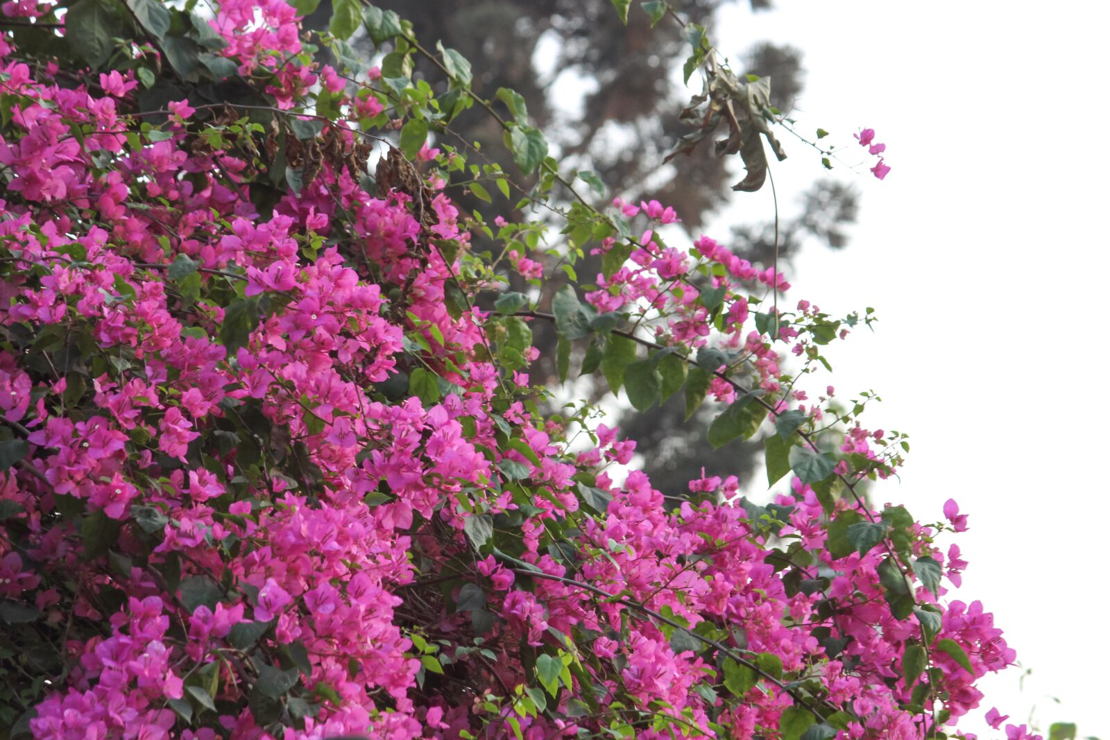 Canon EOS 700D (EOS Rebel T5i / EOS Kiss X7i) sample photo. Flower, flora, nature photography