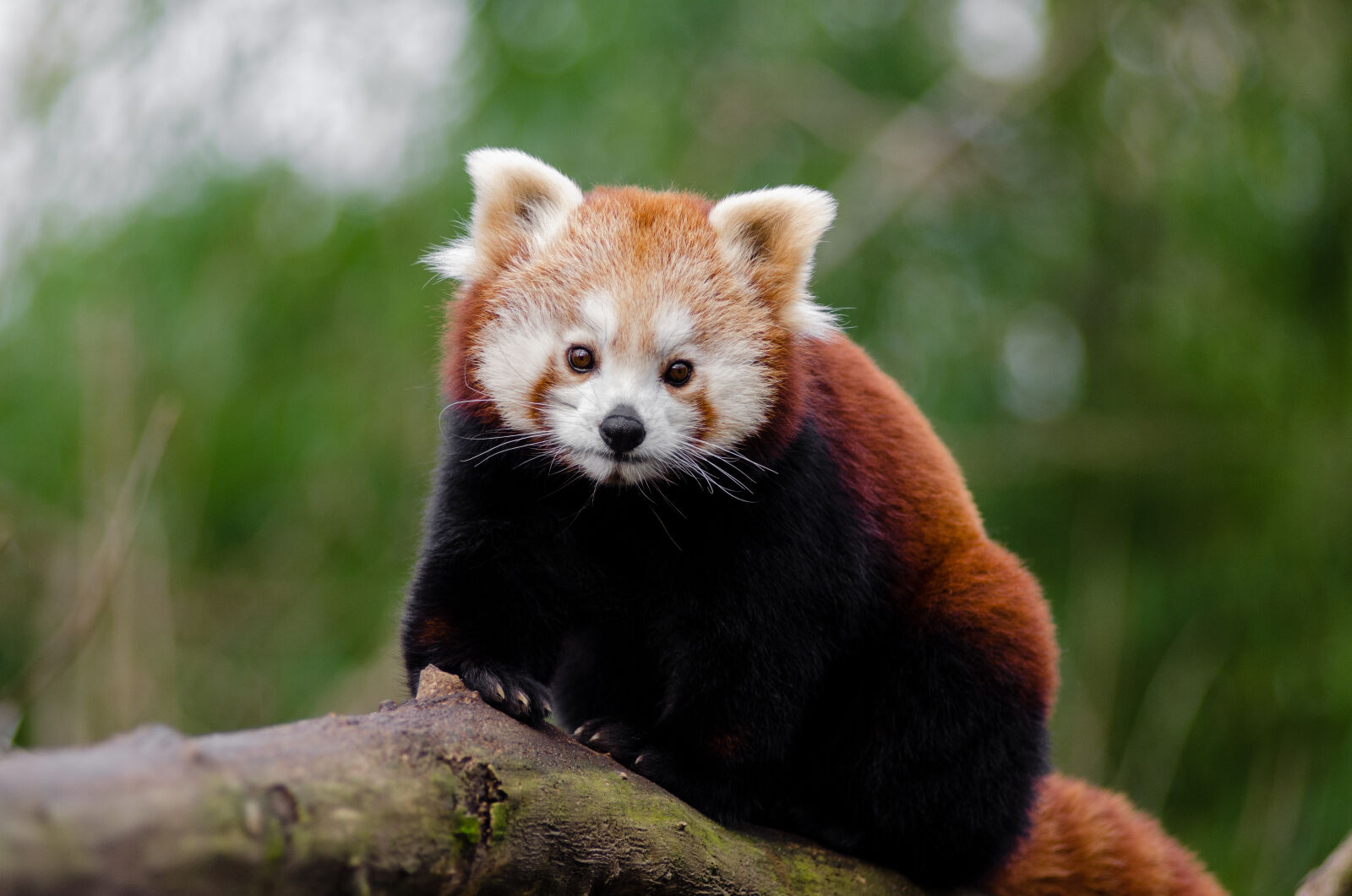 AF Zoom-Nikkor 80-200mm f/2.8 ED sample photo