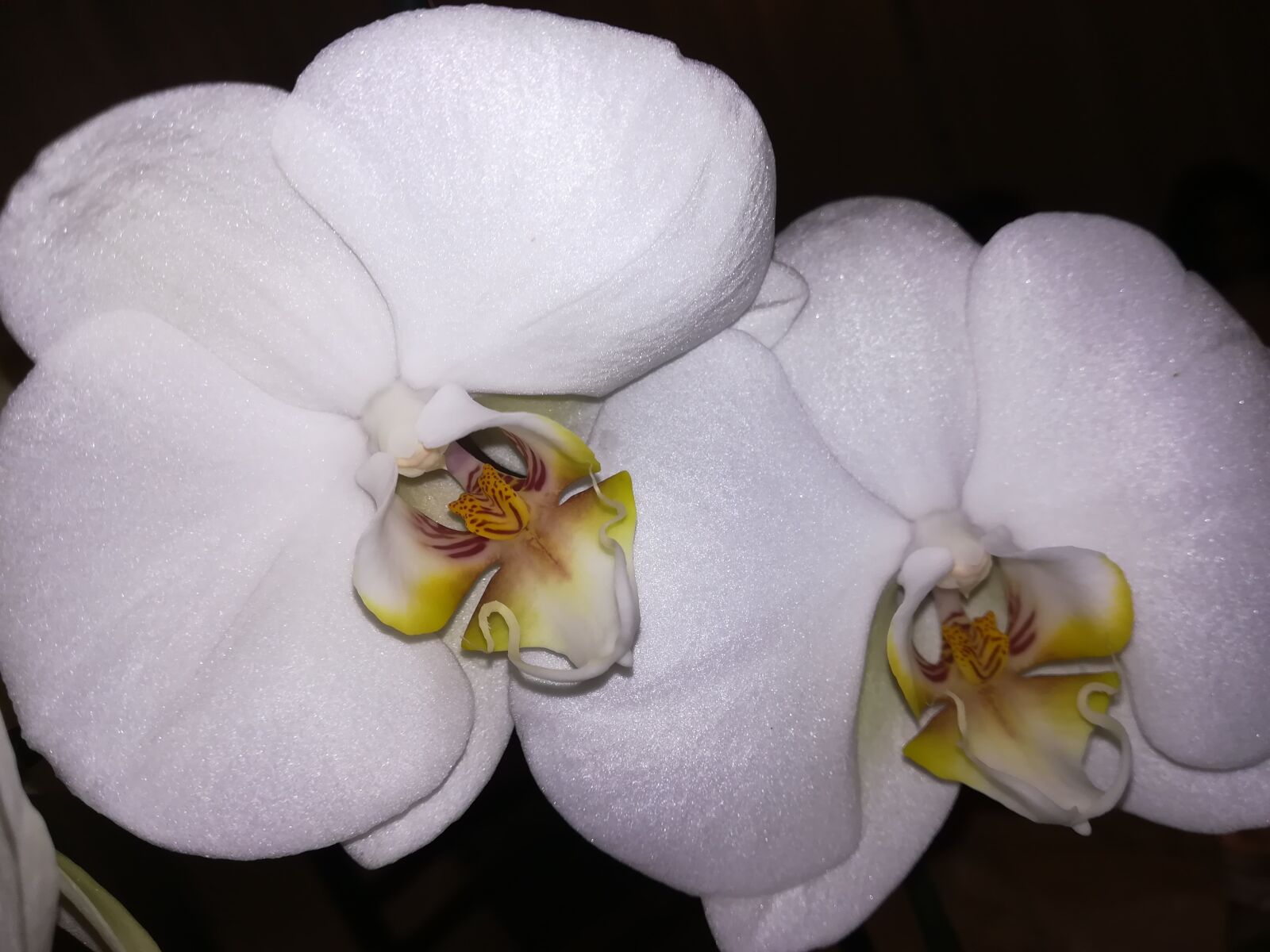 HUAWEI PRA-LX1 sample photo. Orchids, flowers, nature photography