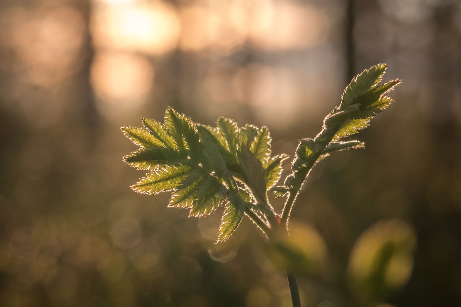 Canon EOS 70D sample photo. Spring, leaves, sun photography