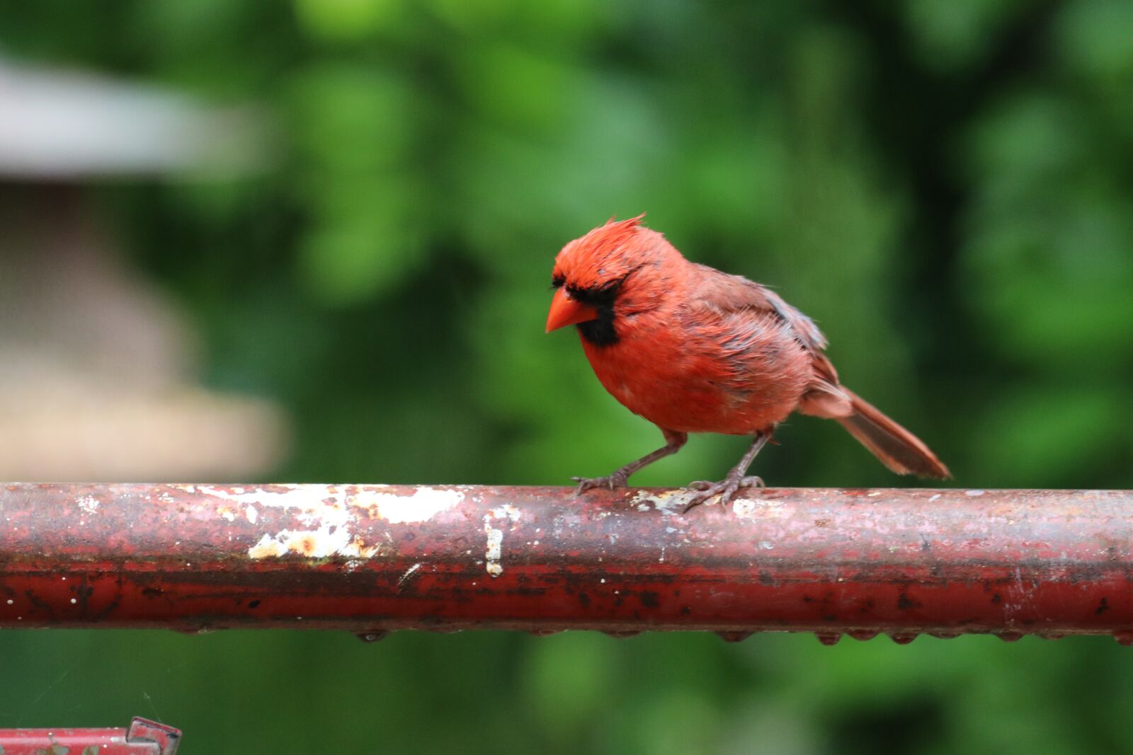 150-600mm F5-6.3 DG OS HSM | Contemporary 015 sample photo. Bird, cardinal, nature photography