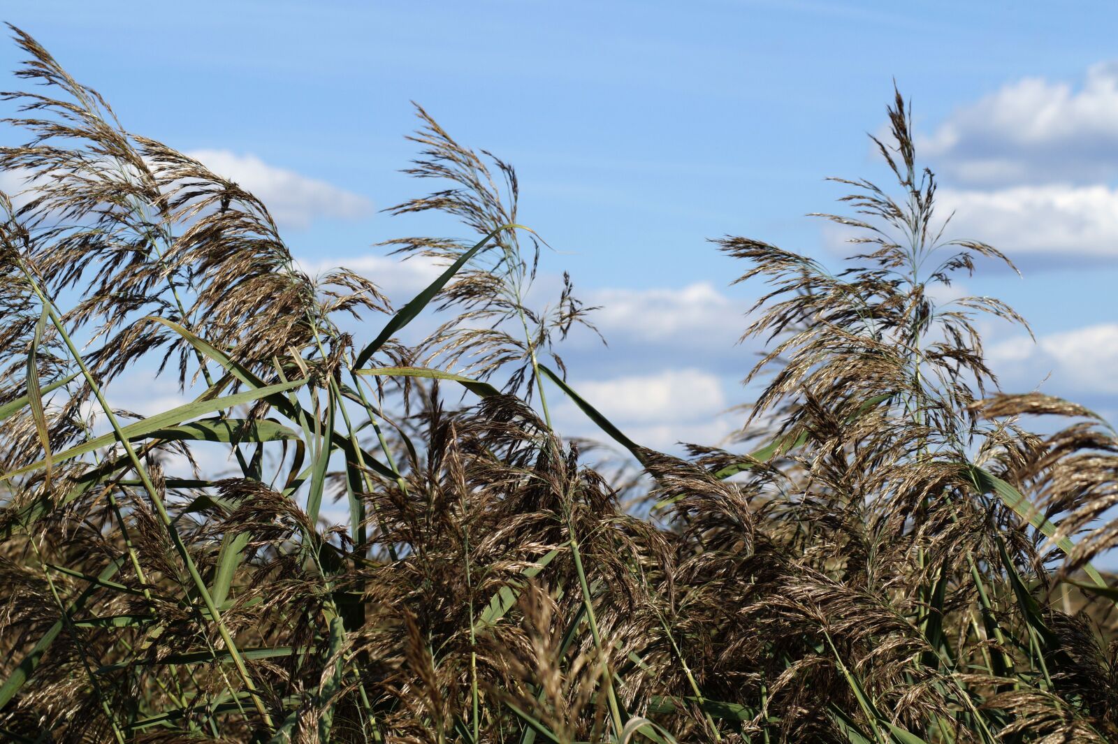 Sony SLT-A58 sample photo. Reed, sea grass, branch photography