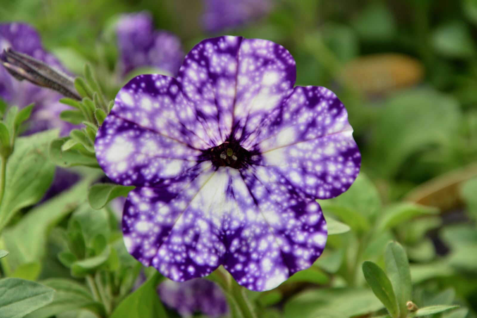 Nikon D5200 sample photo. Flowers, petunia, nature photography