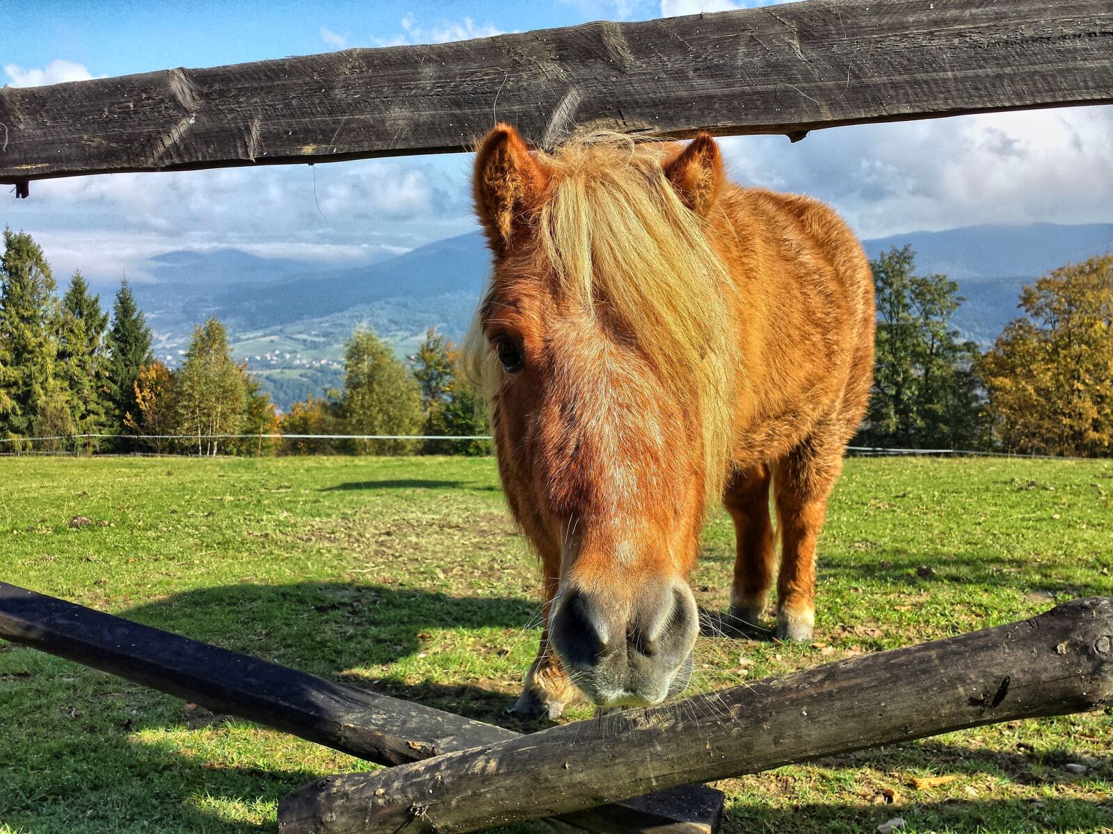 Samsung Galaxy S4 sample photo. The horse, konik, horses photography