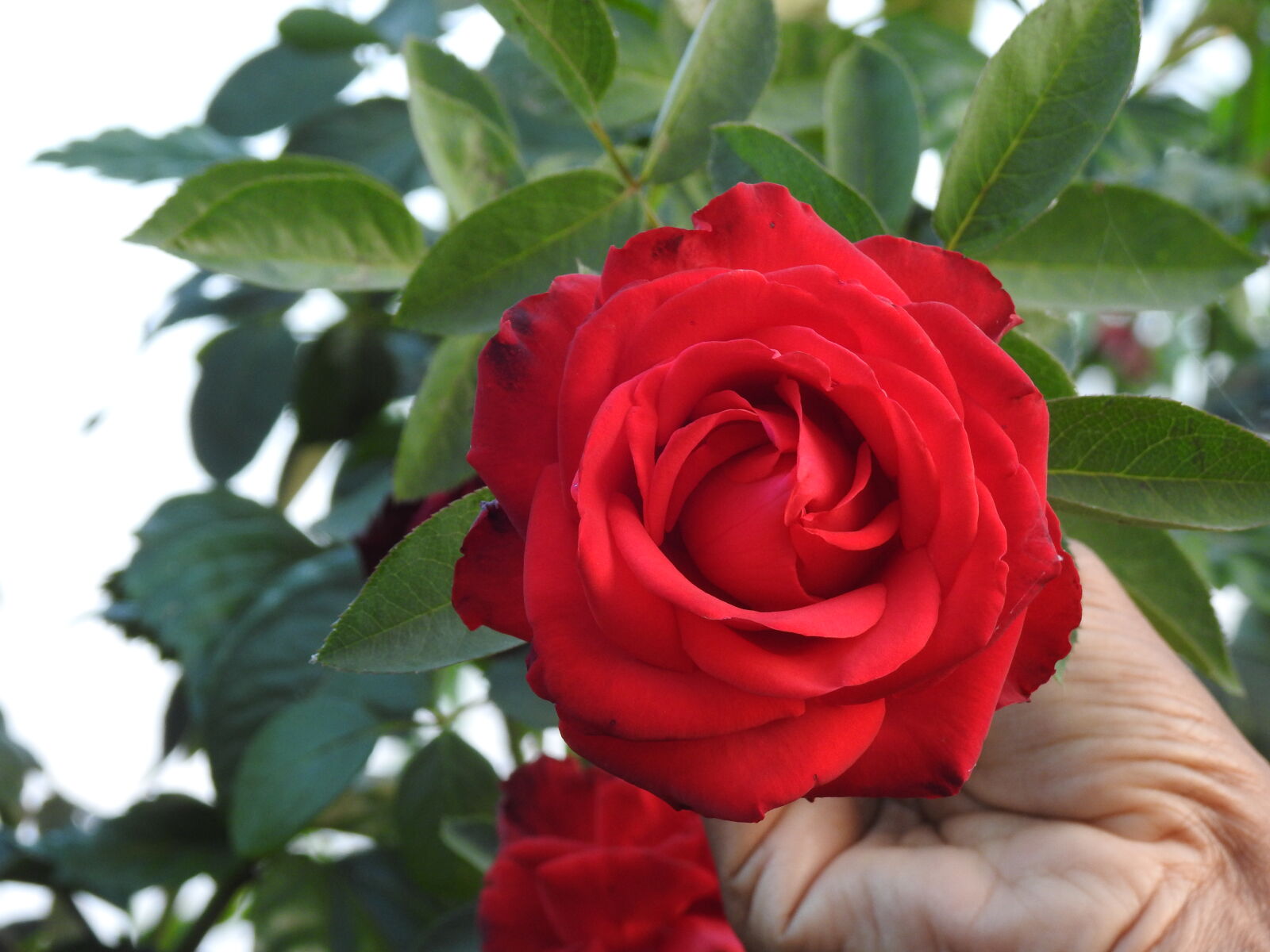 Nikon Coolpix P900 sample photo