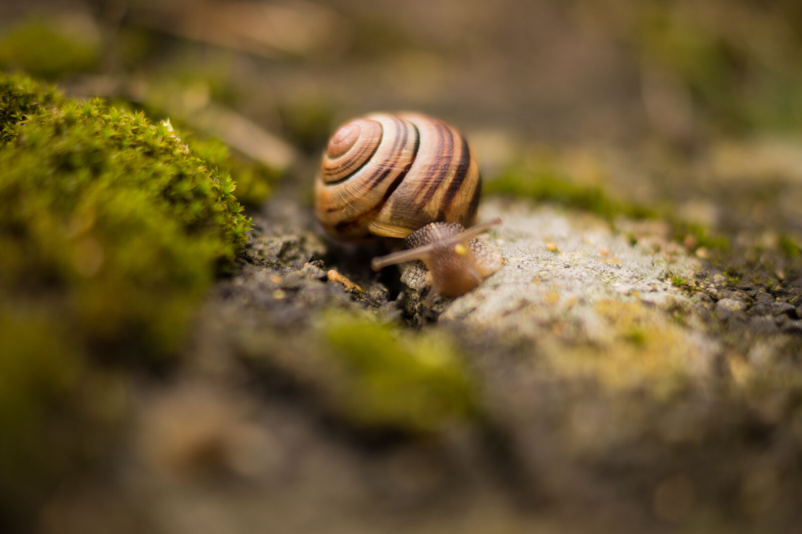 Sony DT 35mm F1.8 SAM sample photo. Nature, animal, snail, macro photography