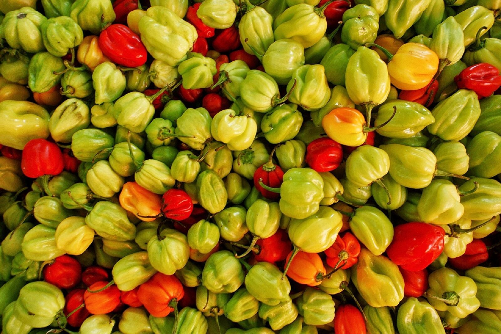 Sony Alpha NEX-3 sample photo. Chili peppers, hot, green photography