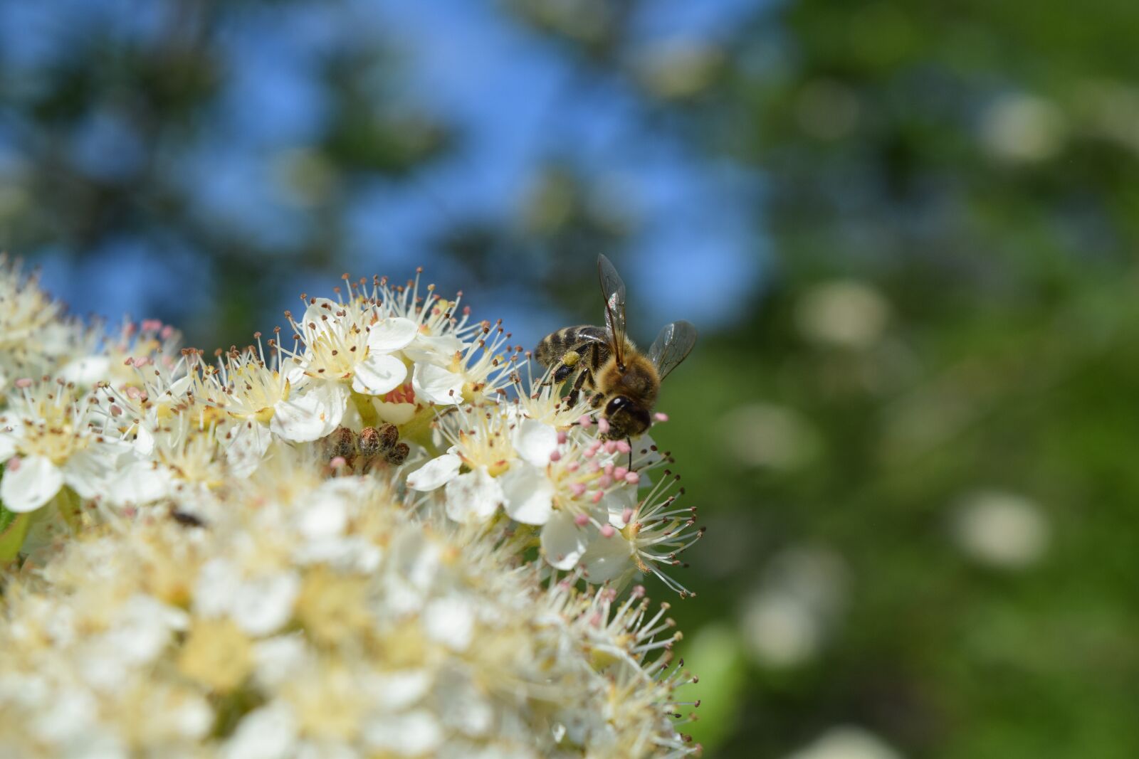 Nikon D3300 sample photo. Bee, flower, honey photography