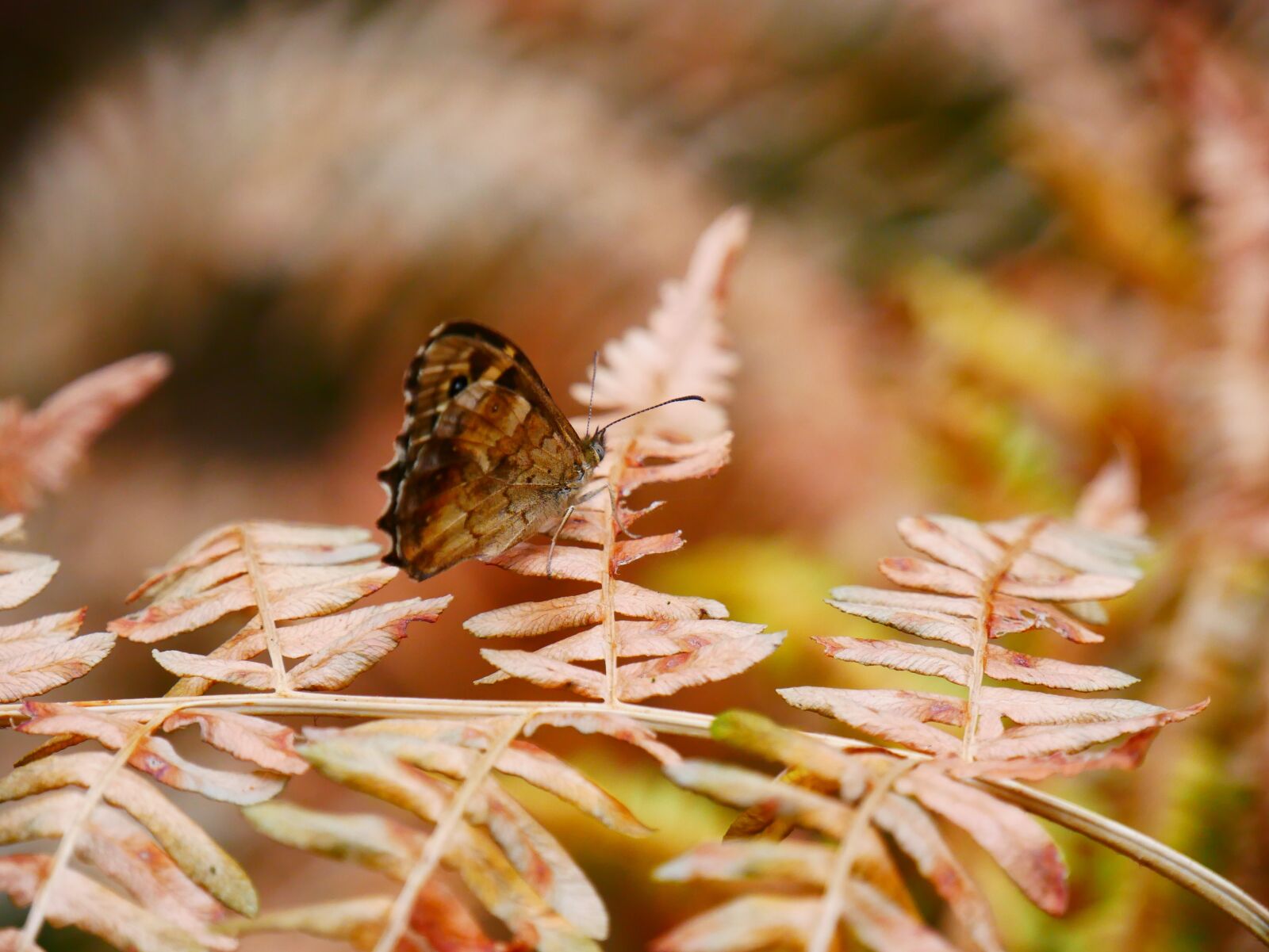 Panasonic Lumix DMC-G85 (Lumix DMC-G80) sample photo. Butterfly, plant, boating photography