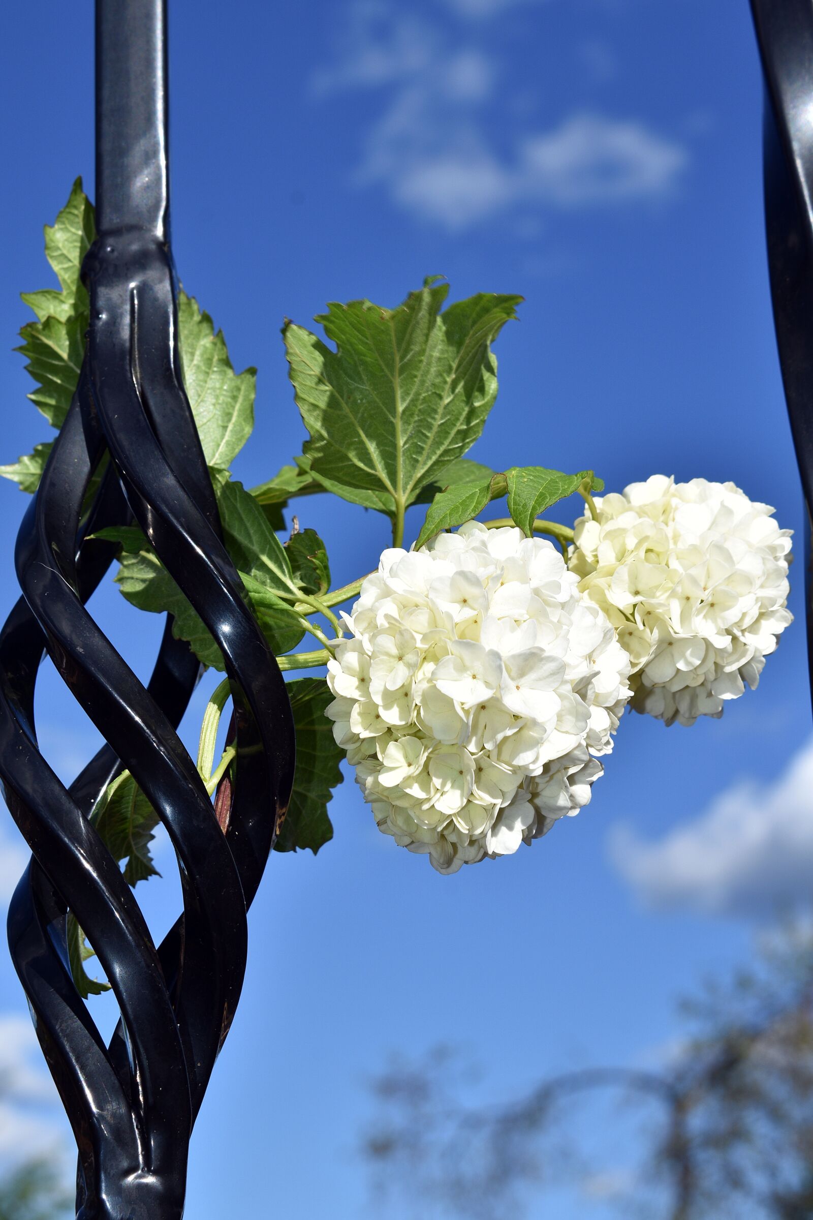 Nikon D3400 sample photo. Flowers, kalina common, garden photography