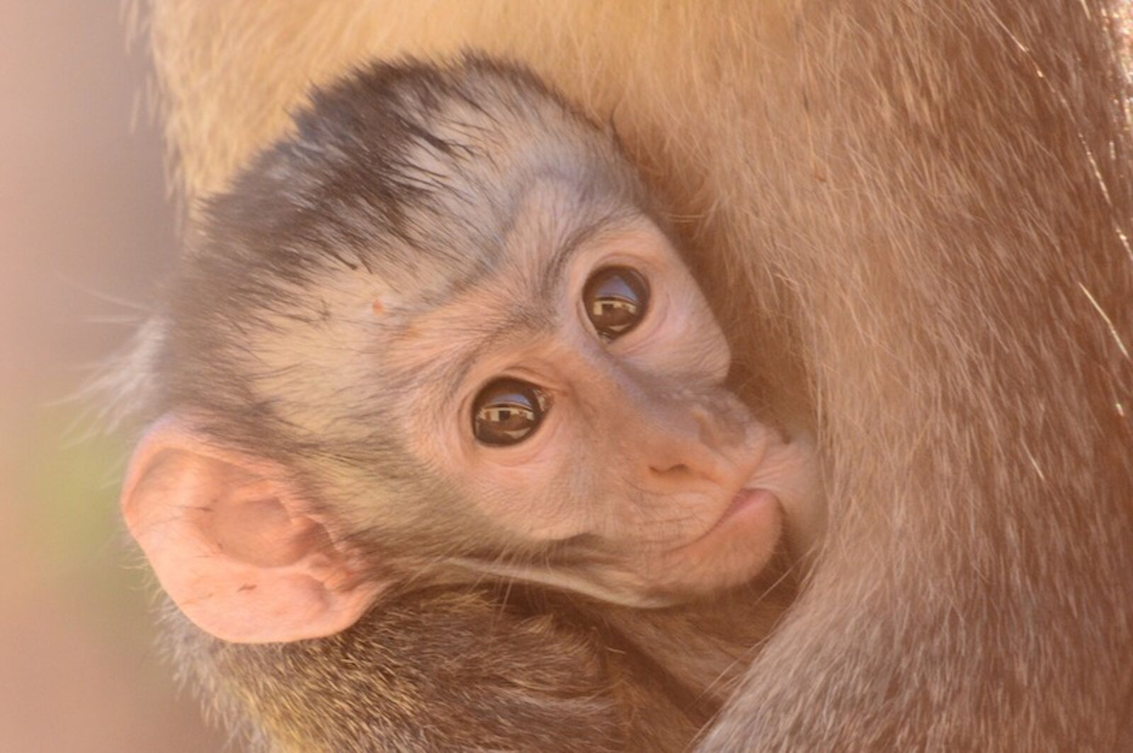 Nikon D5200 sample photo. Baby, animal, wildlife photography