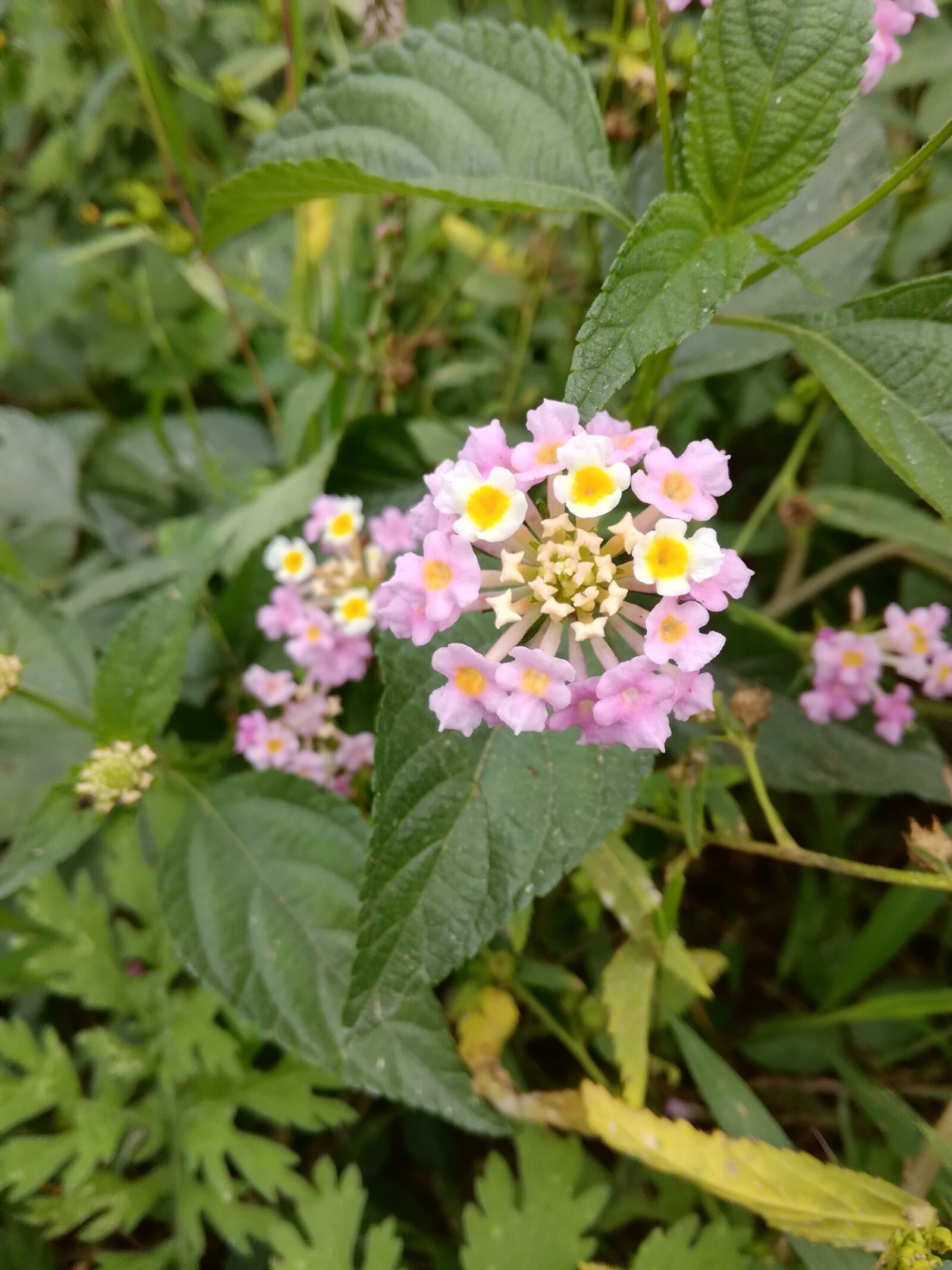 HUAWEI GT3 sample photo. Pink flower, flowers, village photography