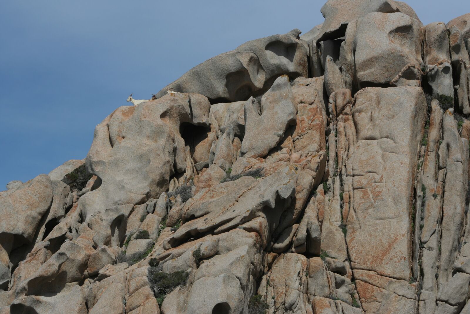 Canon EOS 350D (EOS Digital Rebel XT / EOS Kiss Digital N) sample photo. Rock, goats, nature photography