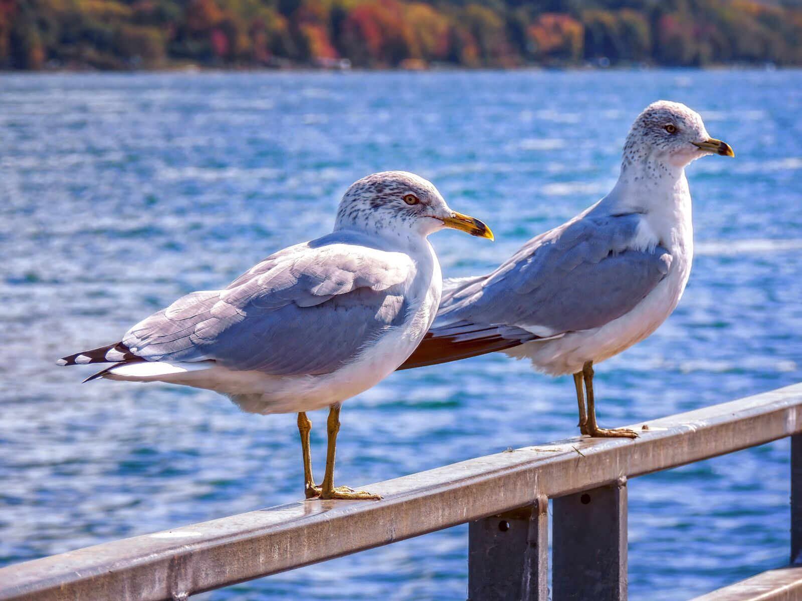 Nikon Coolpix P510 sample photo. Sea gulls, sea, gulls photography