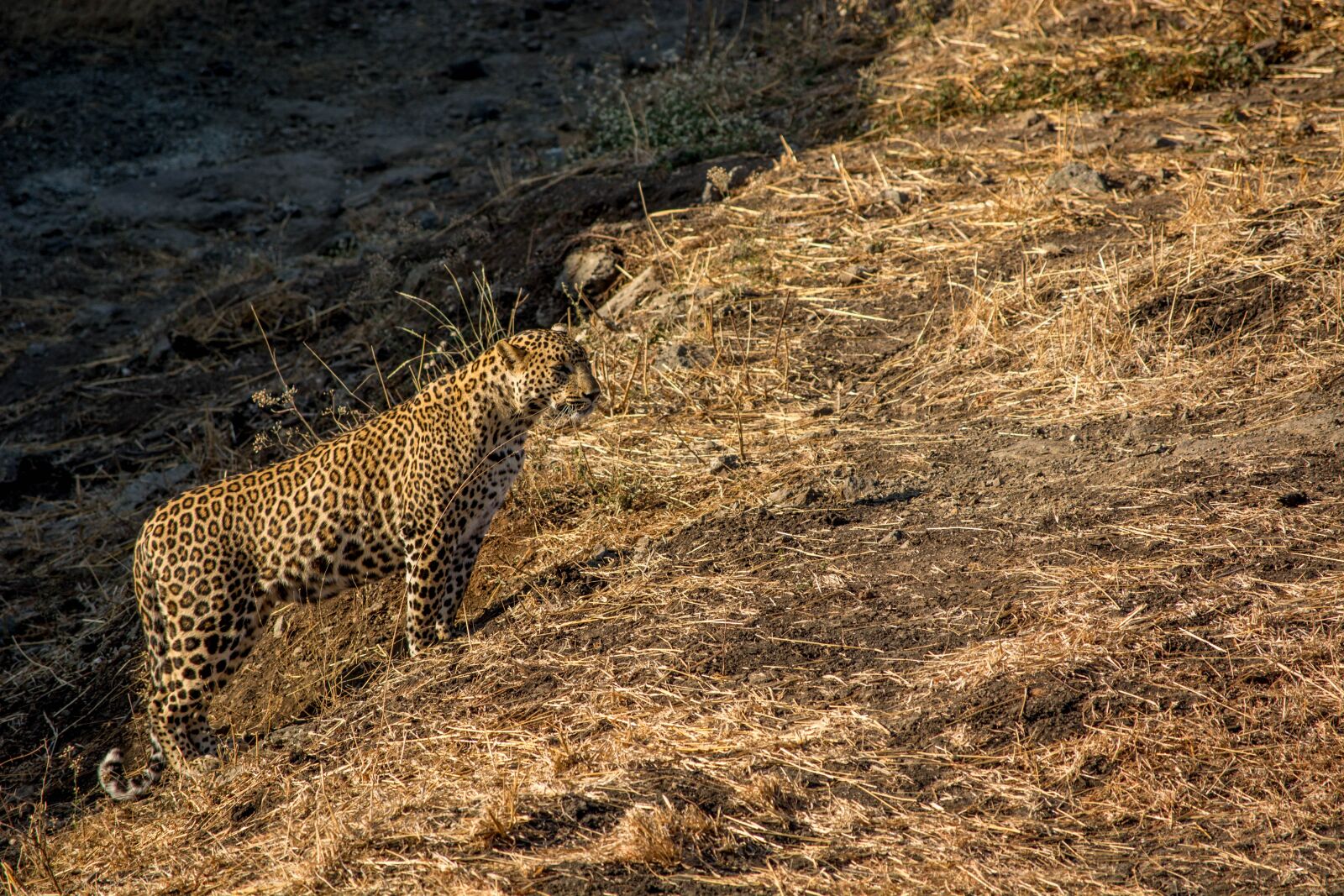 Nikon D5200 sample photo. Leopard, tiger, wildlife photography