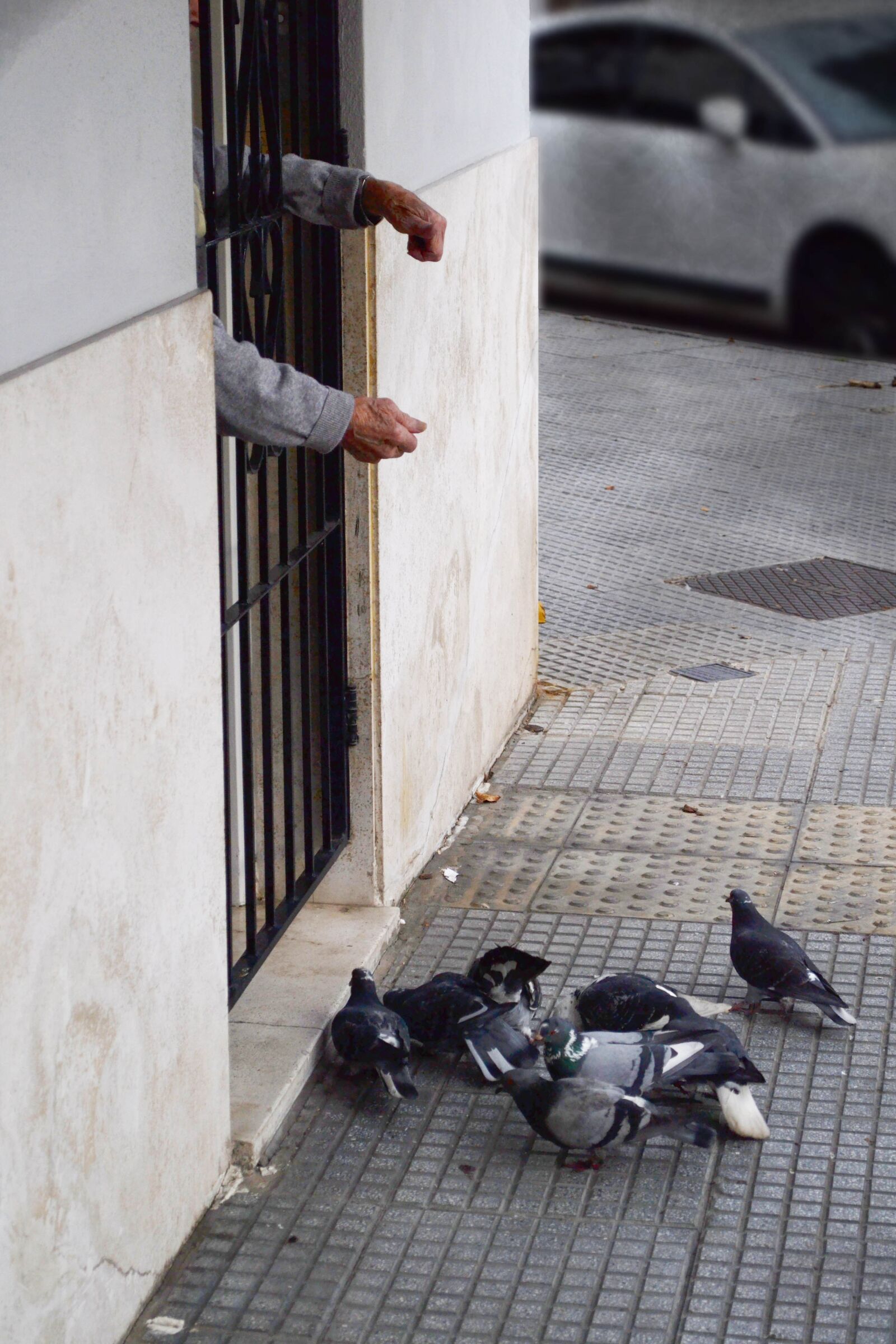 Nikon D3100 sample photo. Pigeons, birds, elderly photography