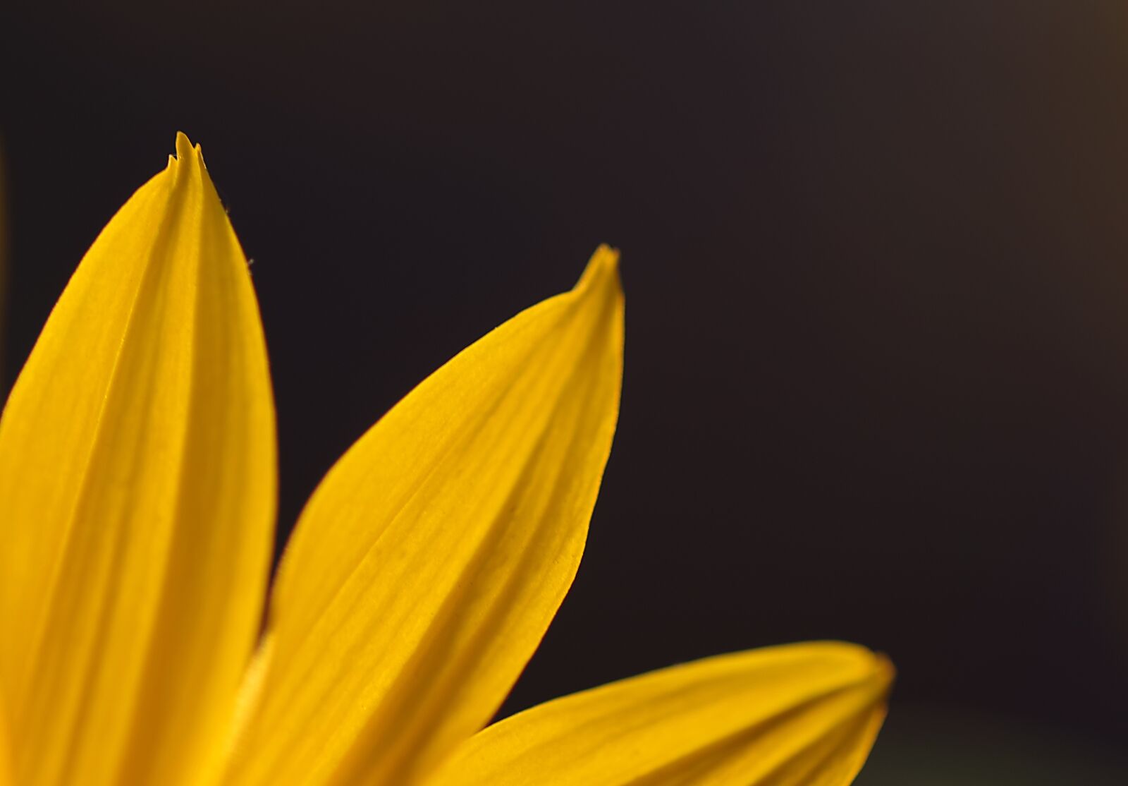 Pentax K-S2 sample photo. Three, the petals, flower photography