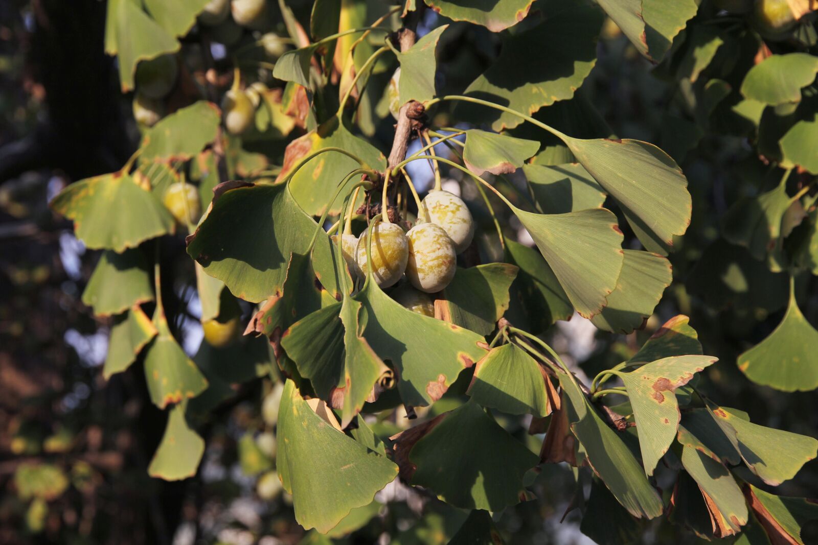 Canon EOS 60D sample photo. Ginkgo, the leaves, autumn photography