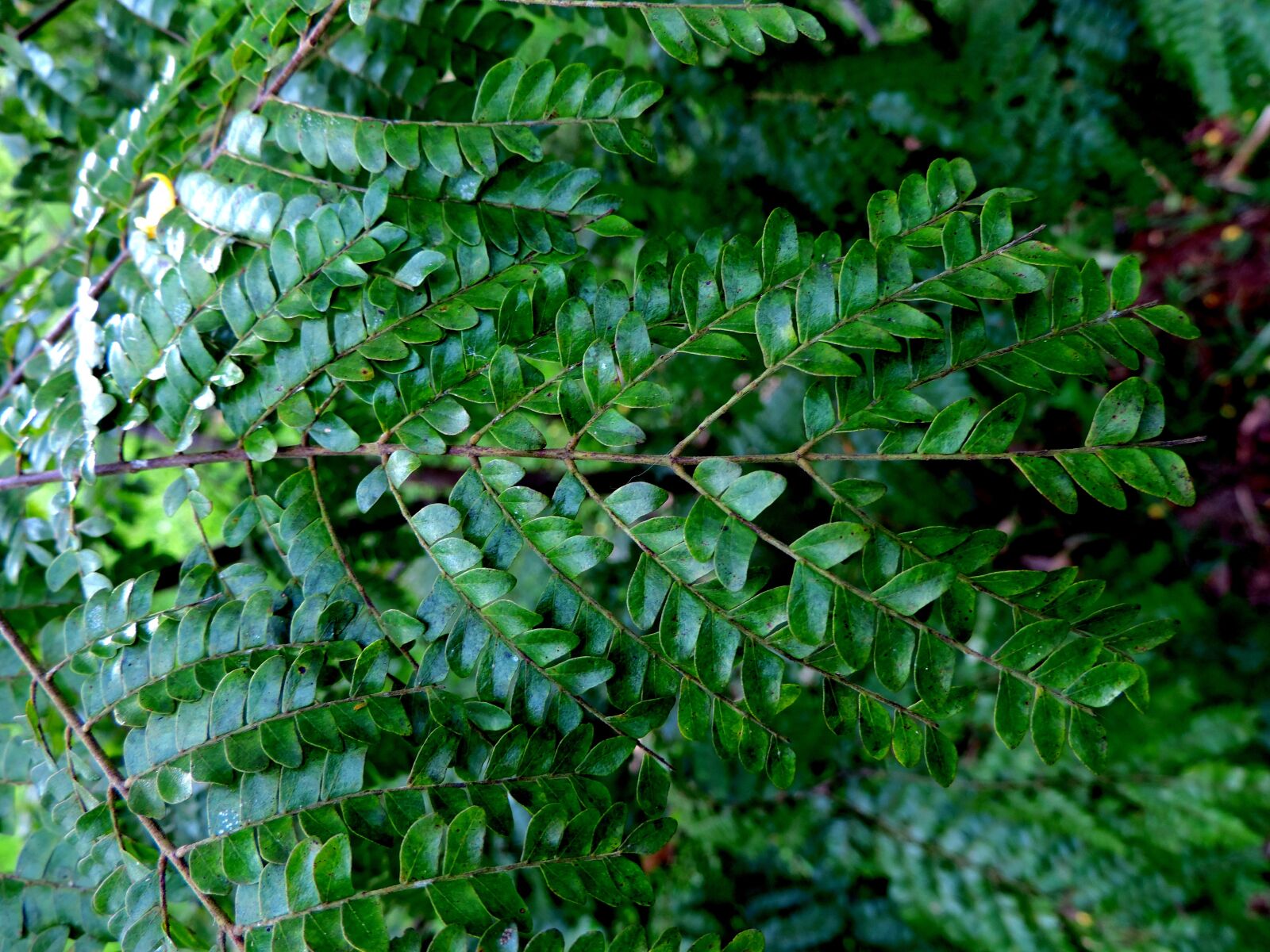 Nikon Coolpix P520 sample photo. Nature, green, flying photography
