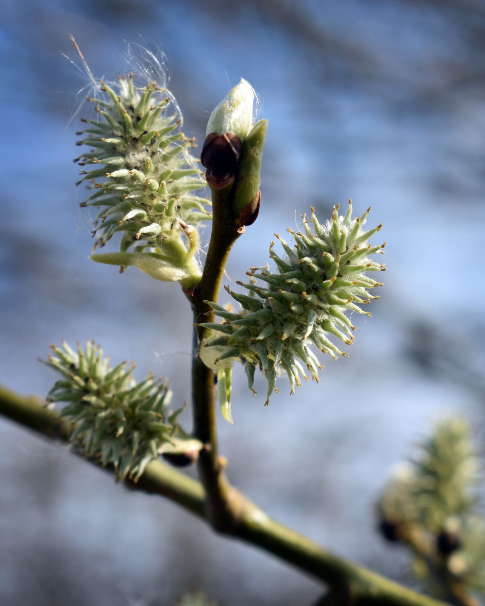 Nikon D3400 sample photo. Spring, verba, willow photography