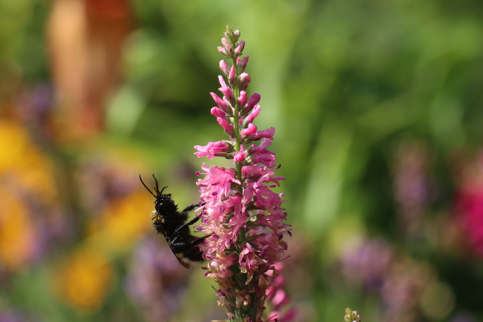 Canon EOS M6 sample photo. Summer, garden, floral photography