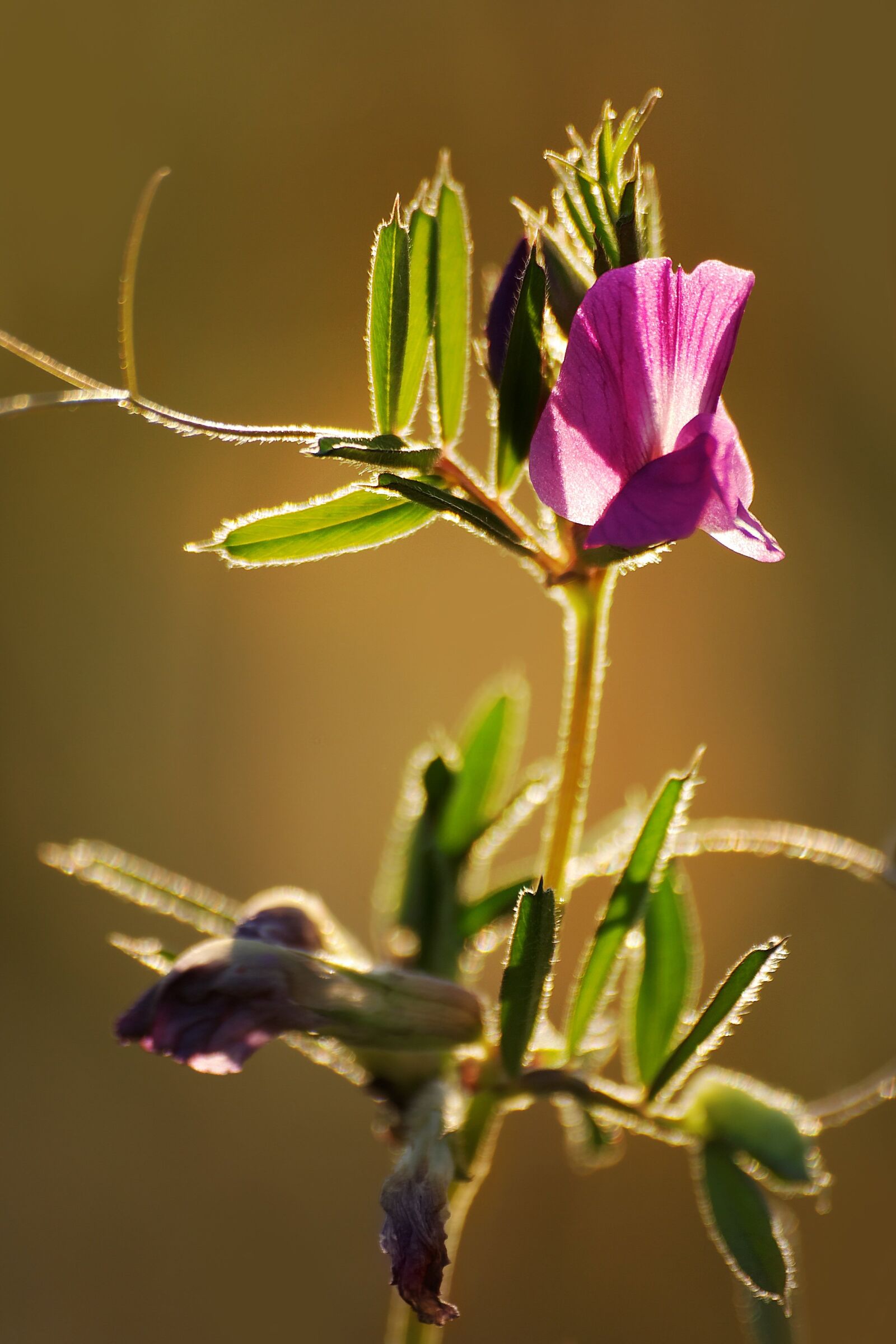 Canon EOS 350D (EOS Digital Rebel XT / EOS Kiss Digital N) sample photo. Nature, vetch, meadow photography