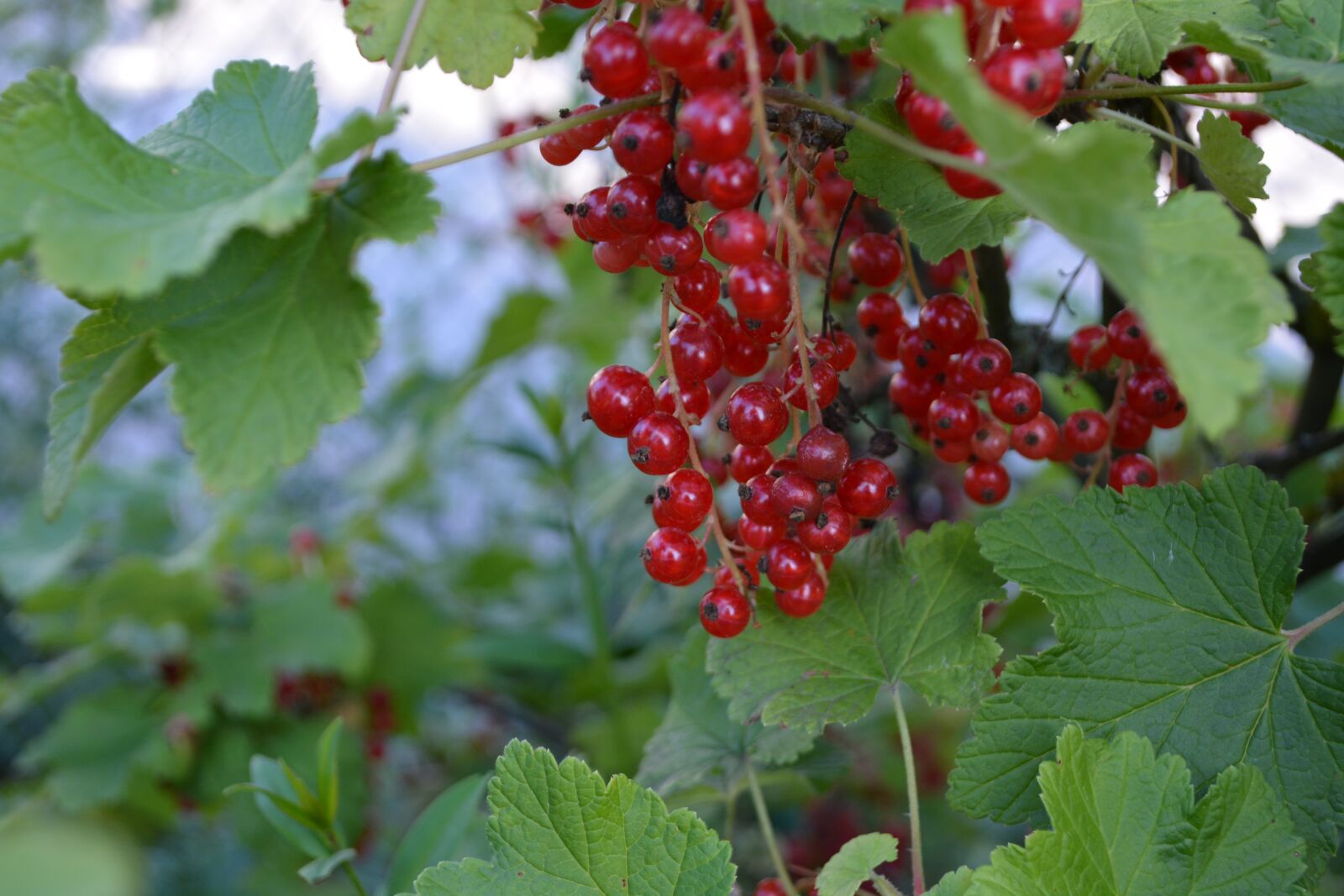 Nikon D5200 sample photo. Berry red, summer, nature photography