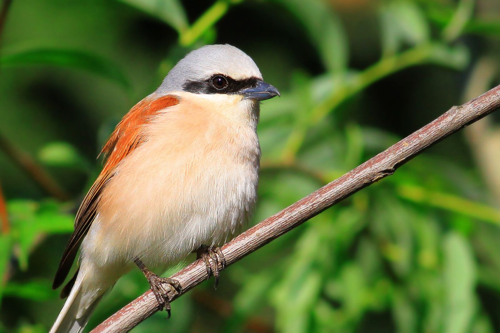 Canon EOS 500D (EOS Rebel T1i / EOS Kiss X3) sample photo. Lanius collurio, red-backed, shrike photography
