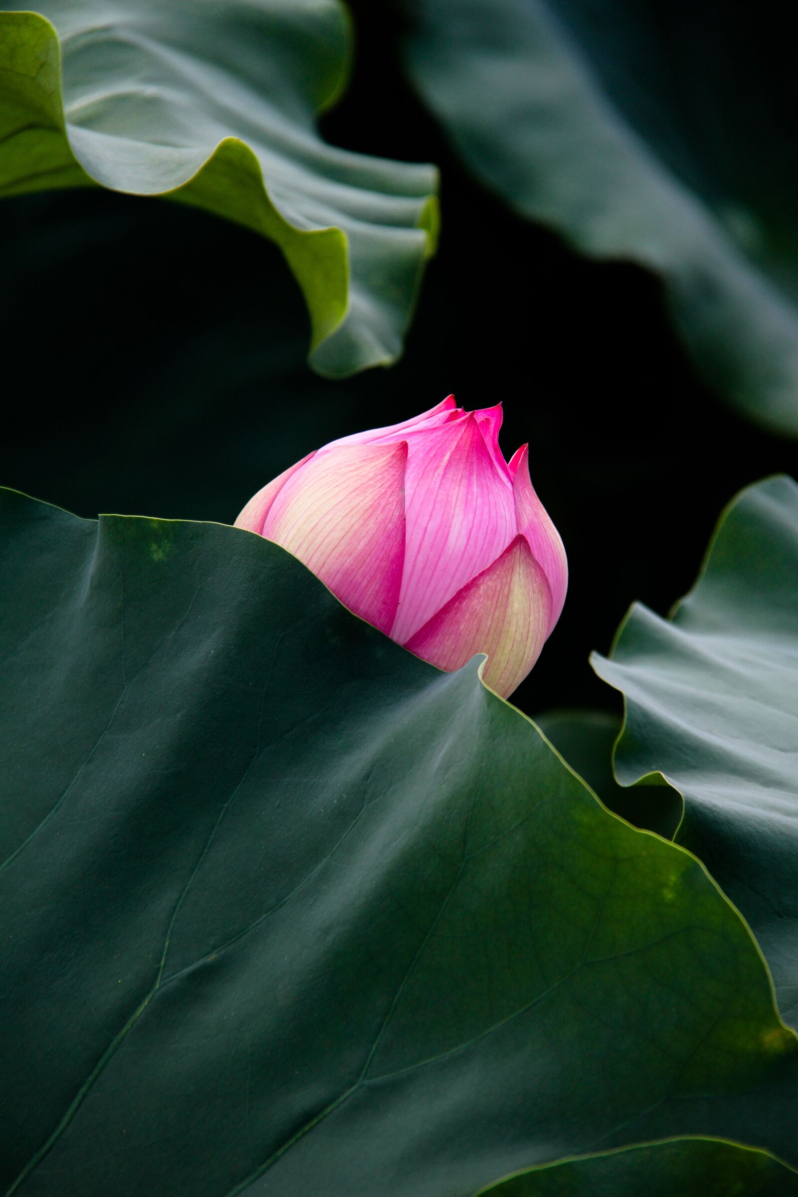 Canon EF-S 18-200mm F3.5-5.6 IS sample photo. Dutch, beauty, summer photography
