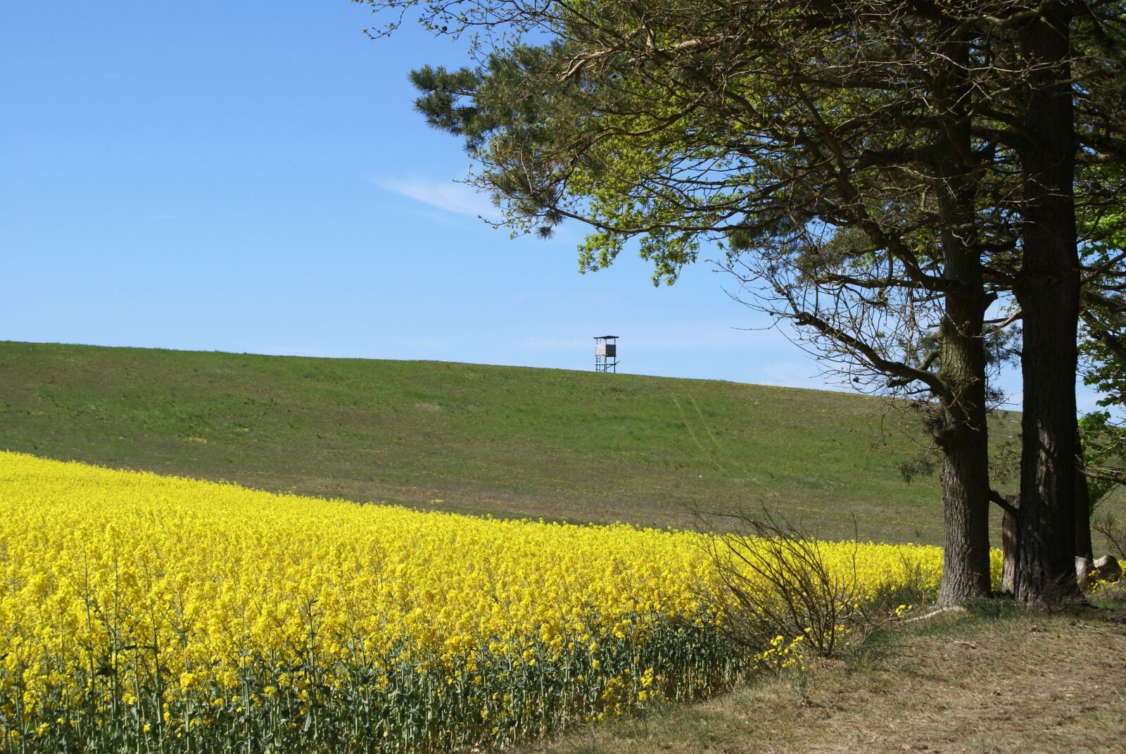 Sony Alpha DSLR-A100 sample photo. Field of rapeseeds, in photography